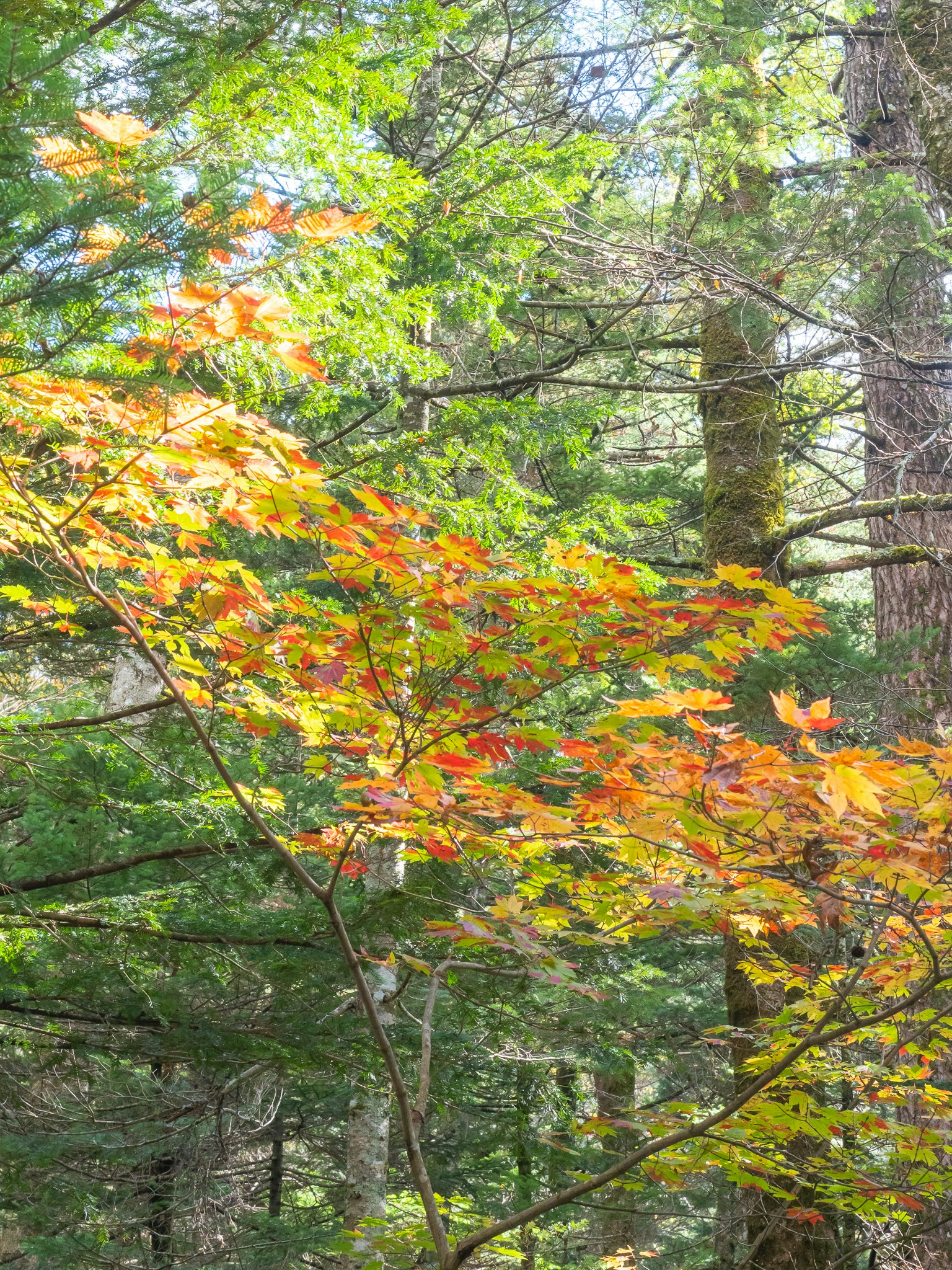 Feuilles d'automne colorées parmi des arbres verts dans une forêt