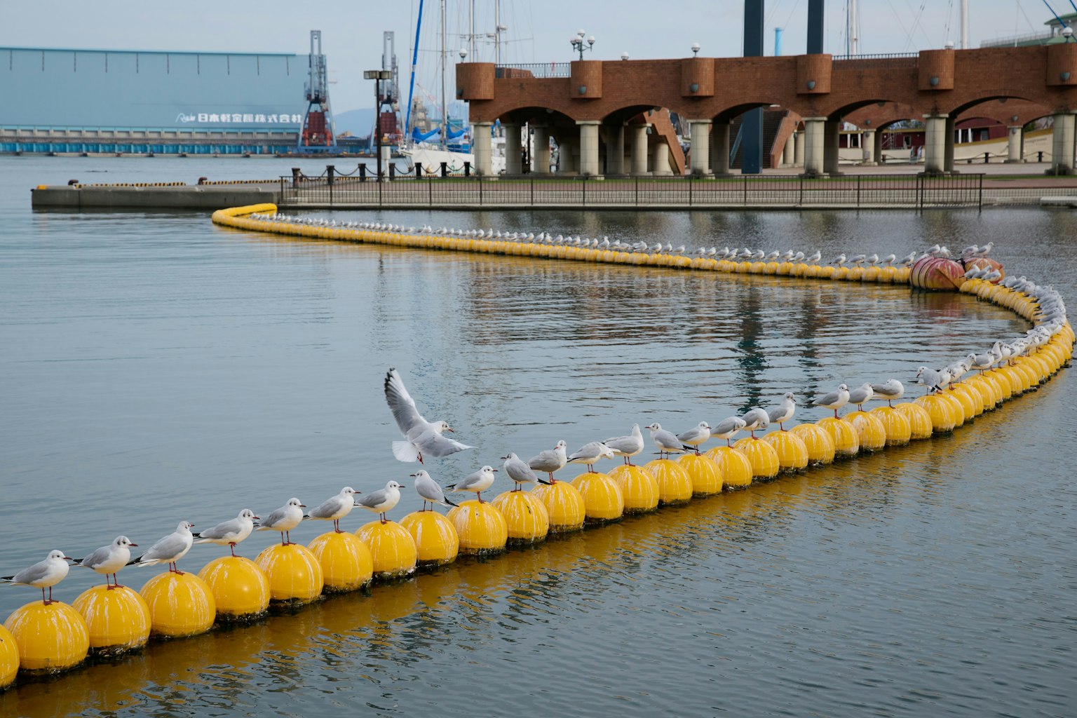 Mouettes perchées sur des bouées jaunes dans un port calme