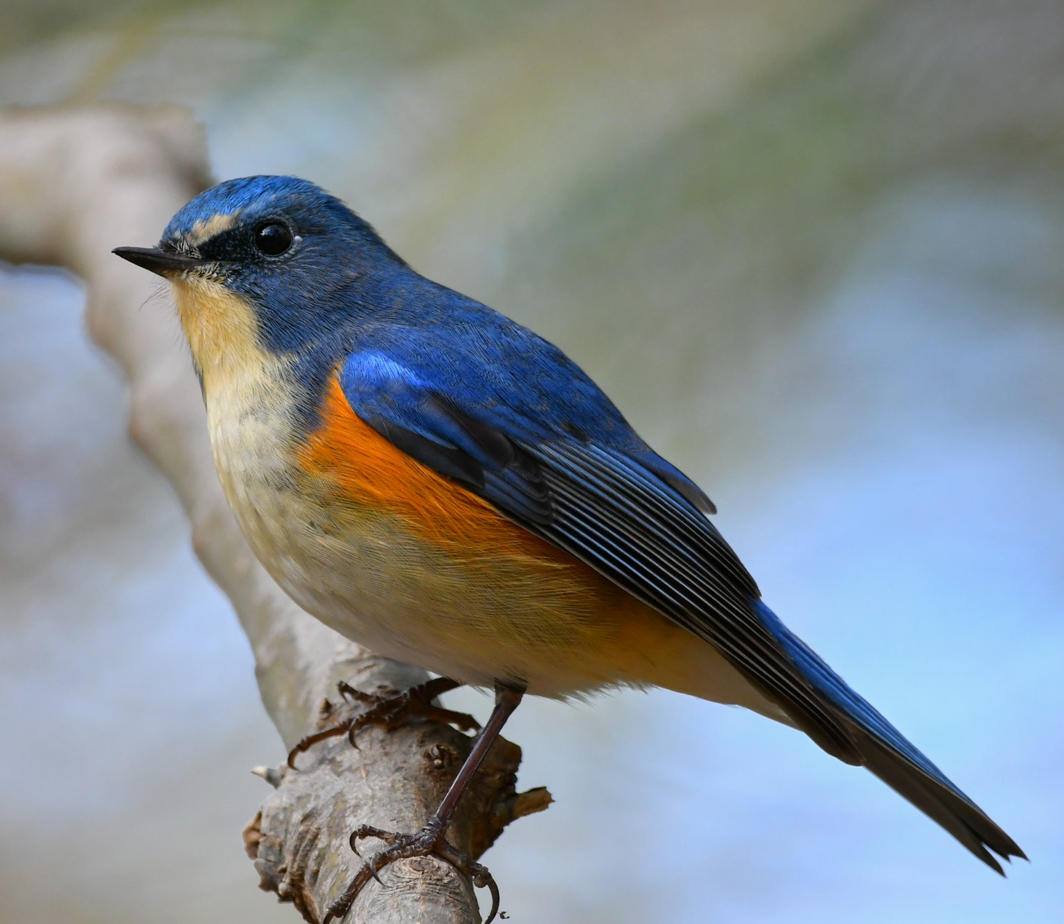 Một con chim có lông màu xanh và bụng màu cam đậu trên cành