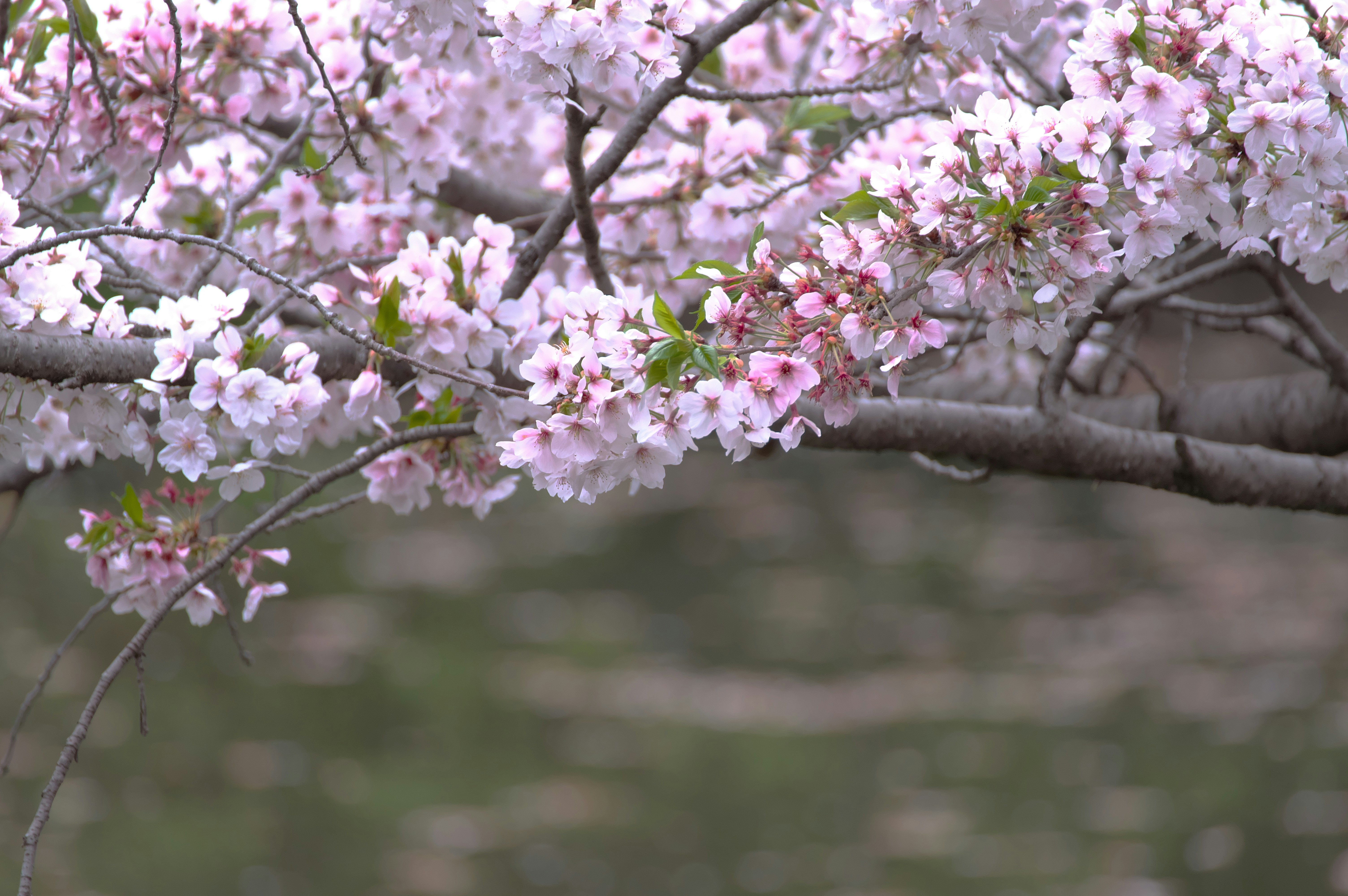 桜の花が枝に咲く春の庭の風景