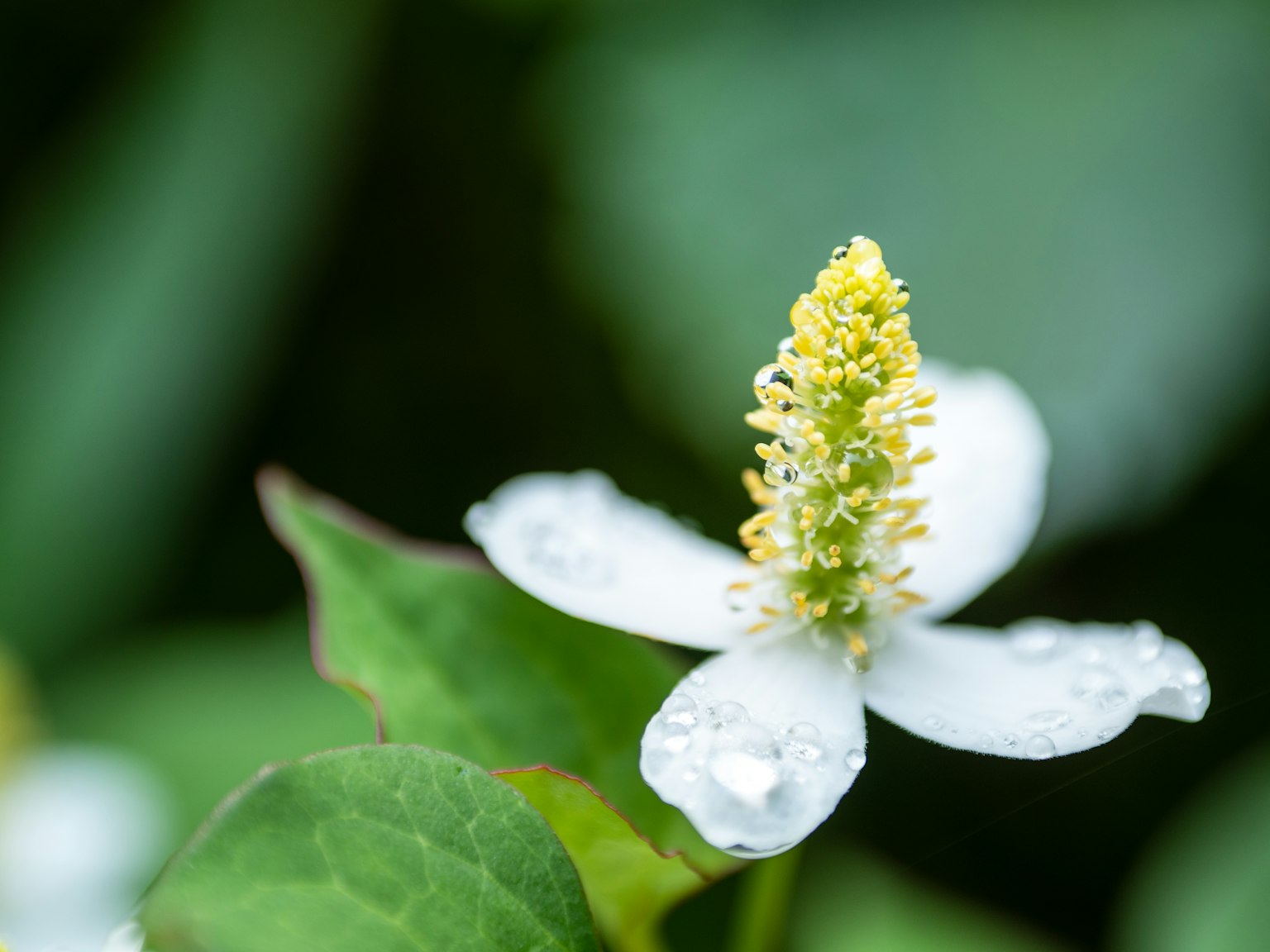 Gros plan d'une fleur blanche avec un centre jaune et des feuilles vertes brillantes de rosée