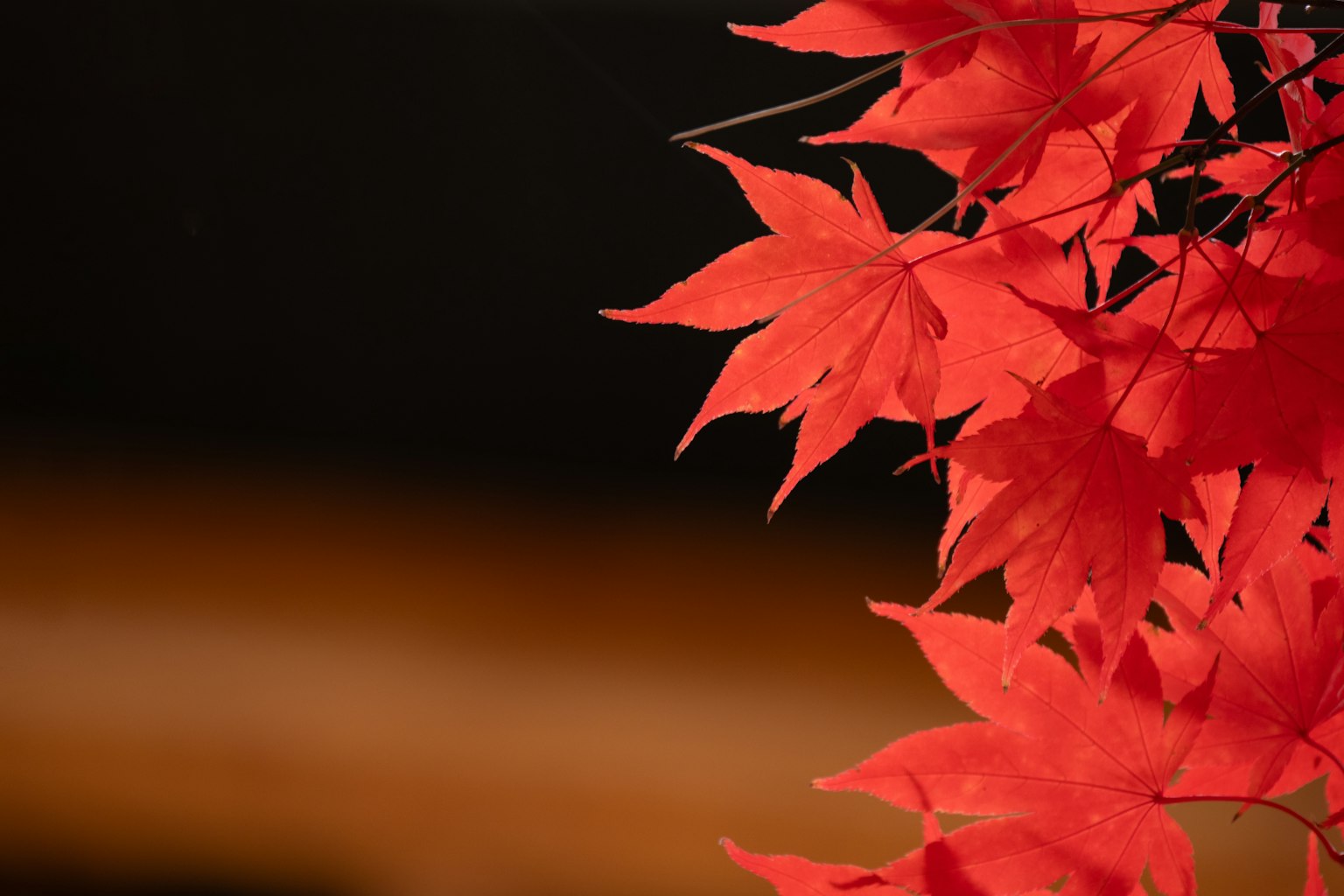 Feuilles d'érable rouges sur fond noir