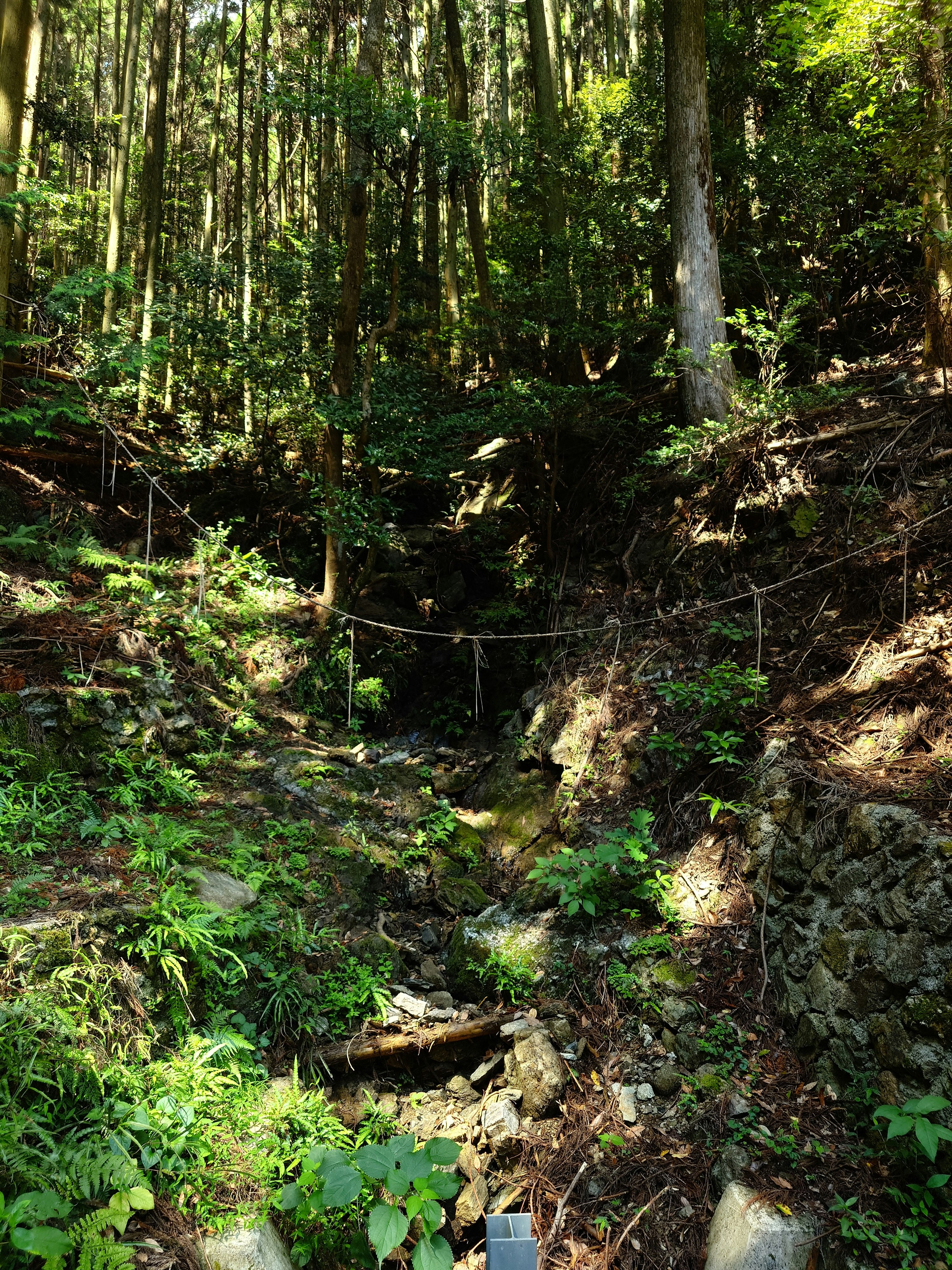 bosque sagrado con un arroyo cubierto de musgo y vegetación exuberante