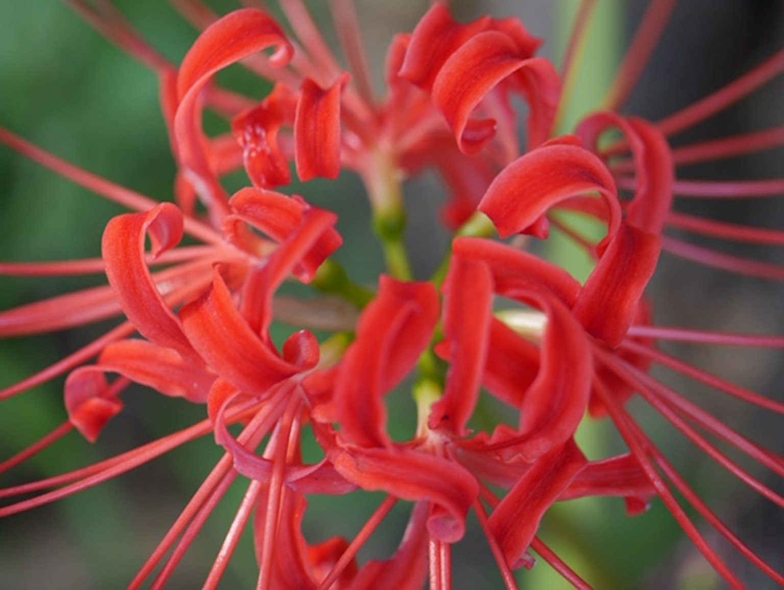Close-up of a vibrant red flower with uniquely shaped petals radiating outward