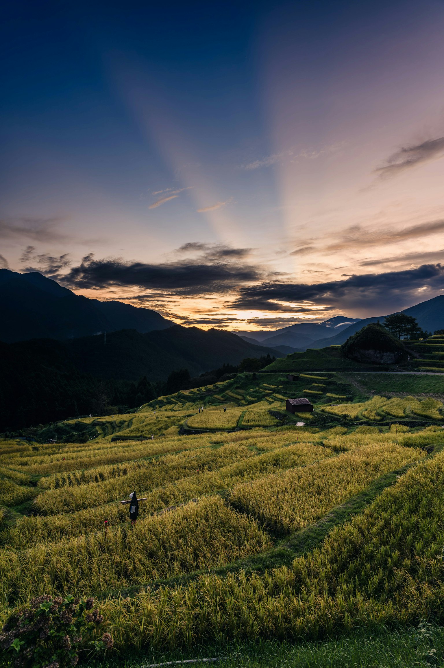 Golden rice terraces under a beautiful sunset with mountains in the background