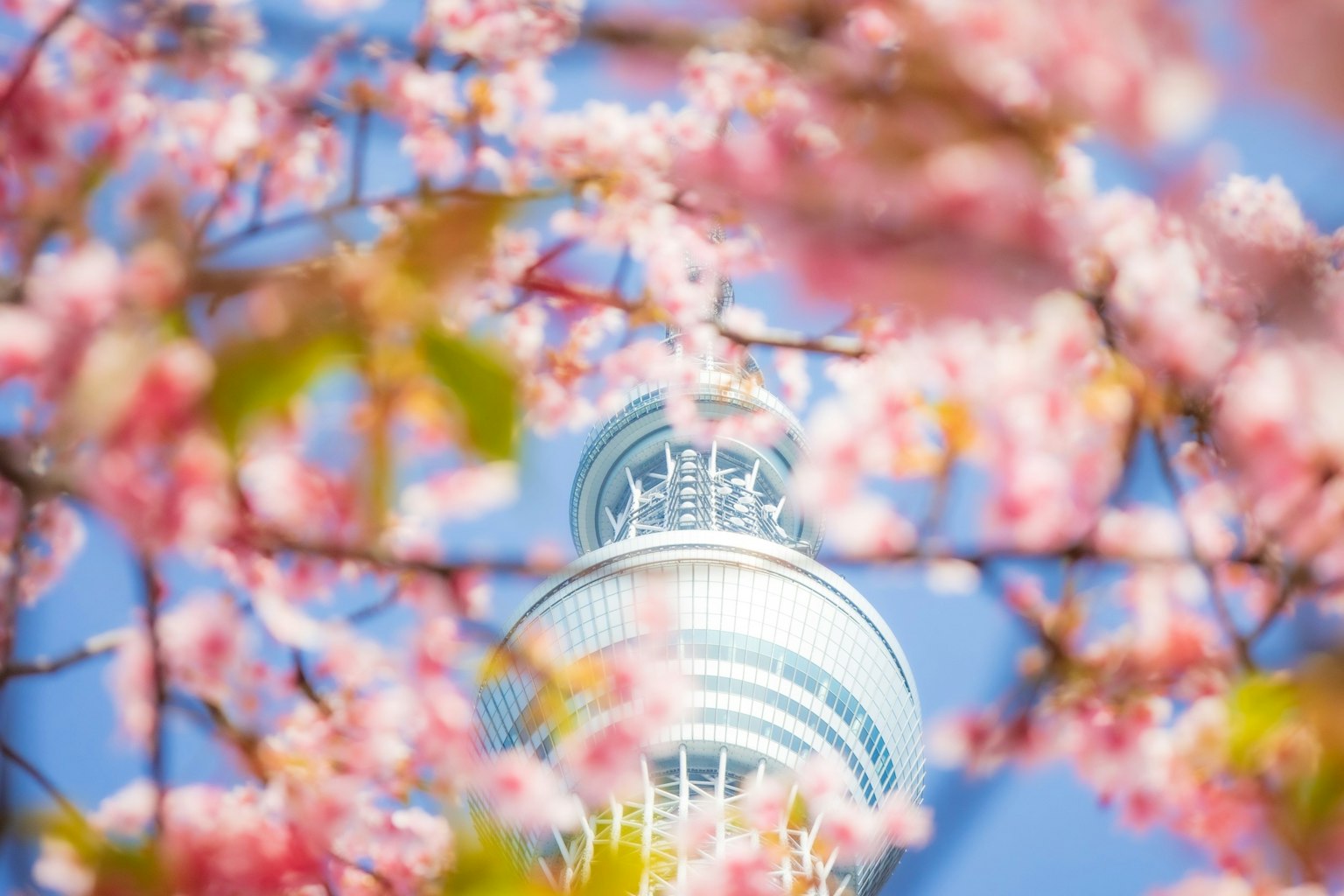 樱花盛开中可见东京晴空塔