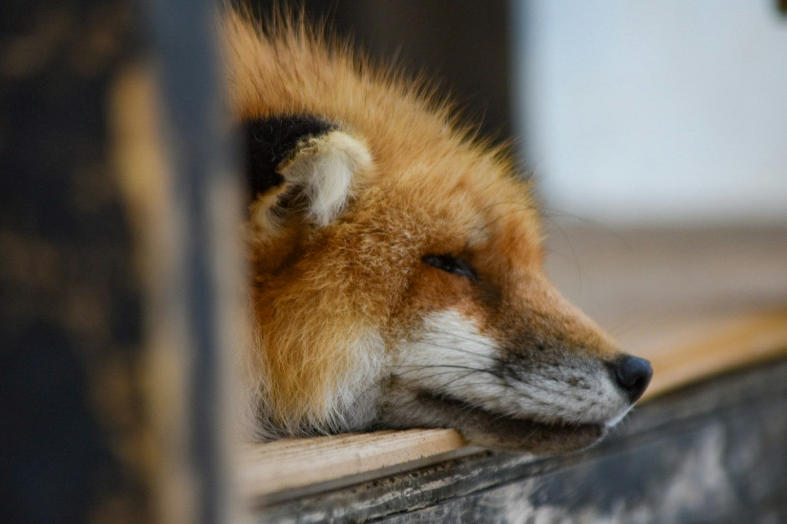 Primo piano di una volpe che riposa con pelo arancione morbido