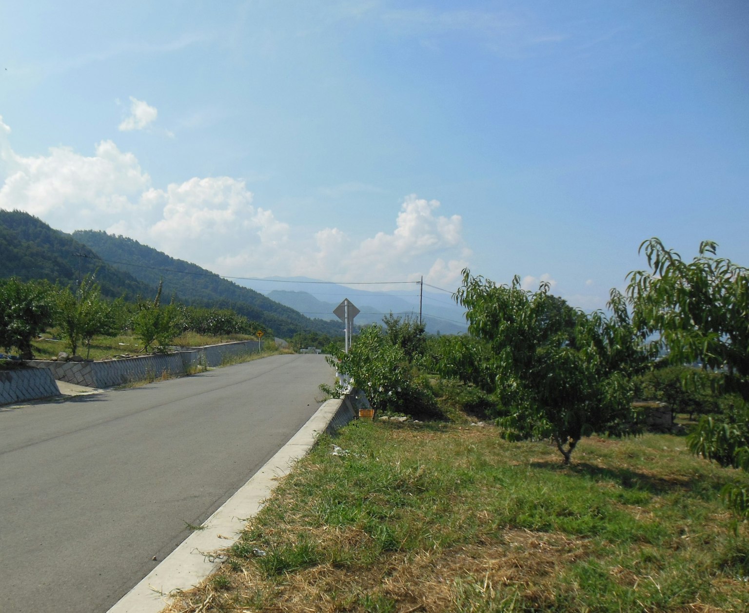 路邊果園，樹木與藍天和山脈相映襯