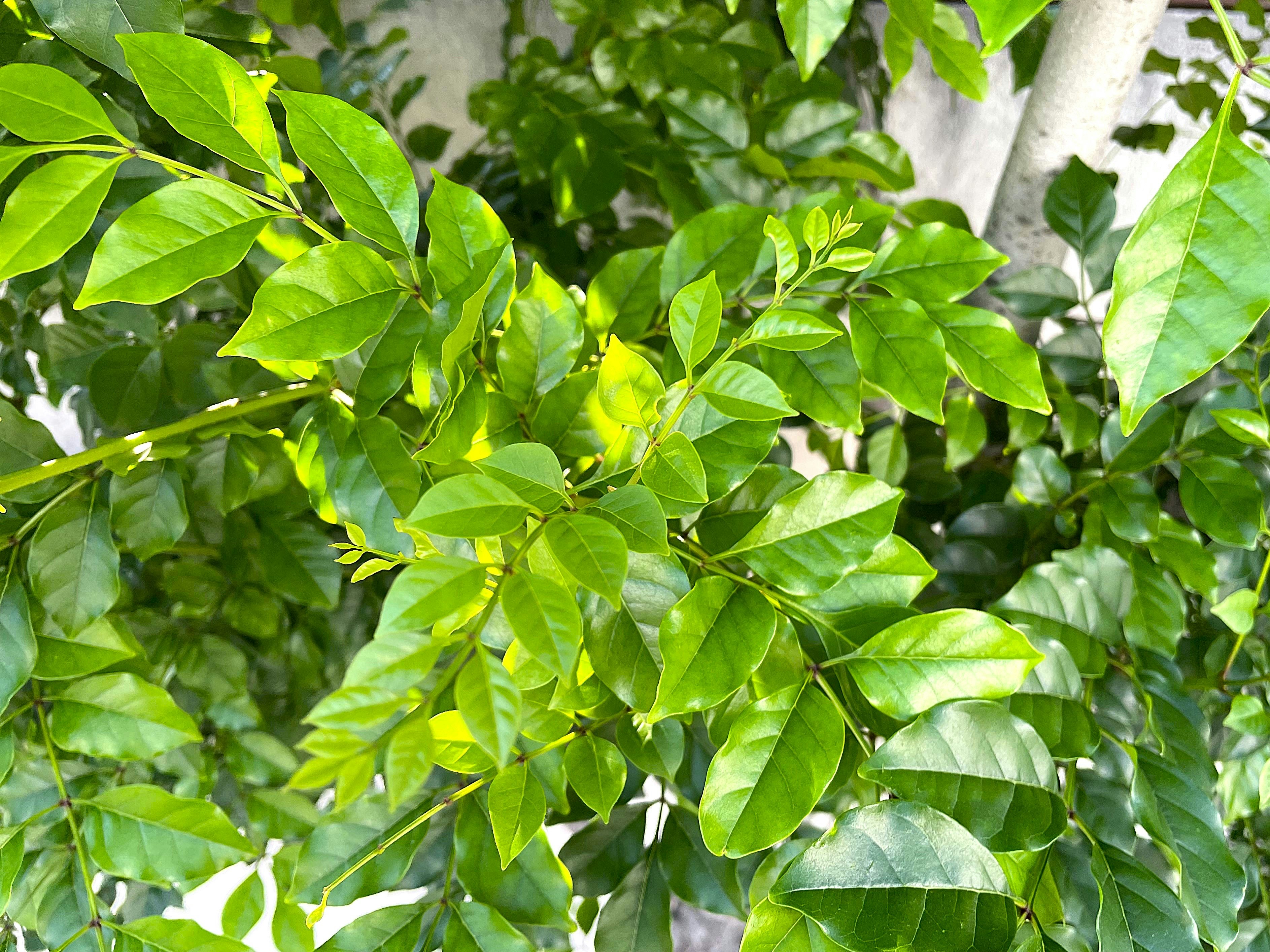 シマトネリコの生命力あふれる初夏の緑の庭木