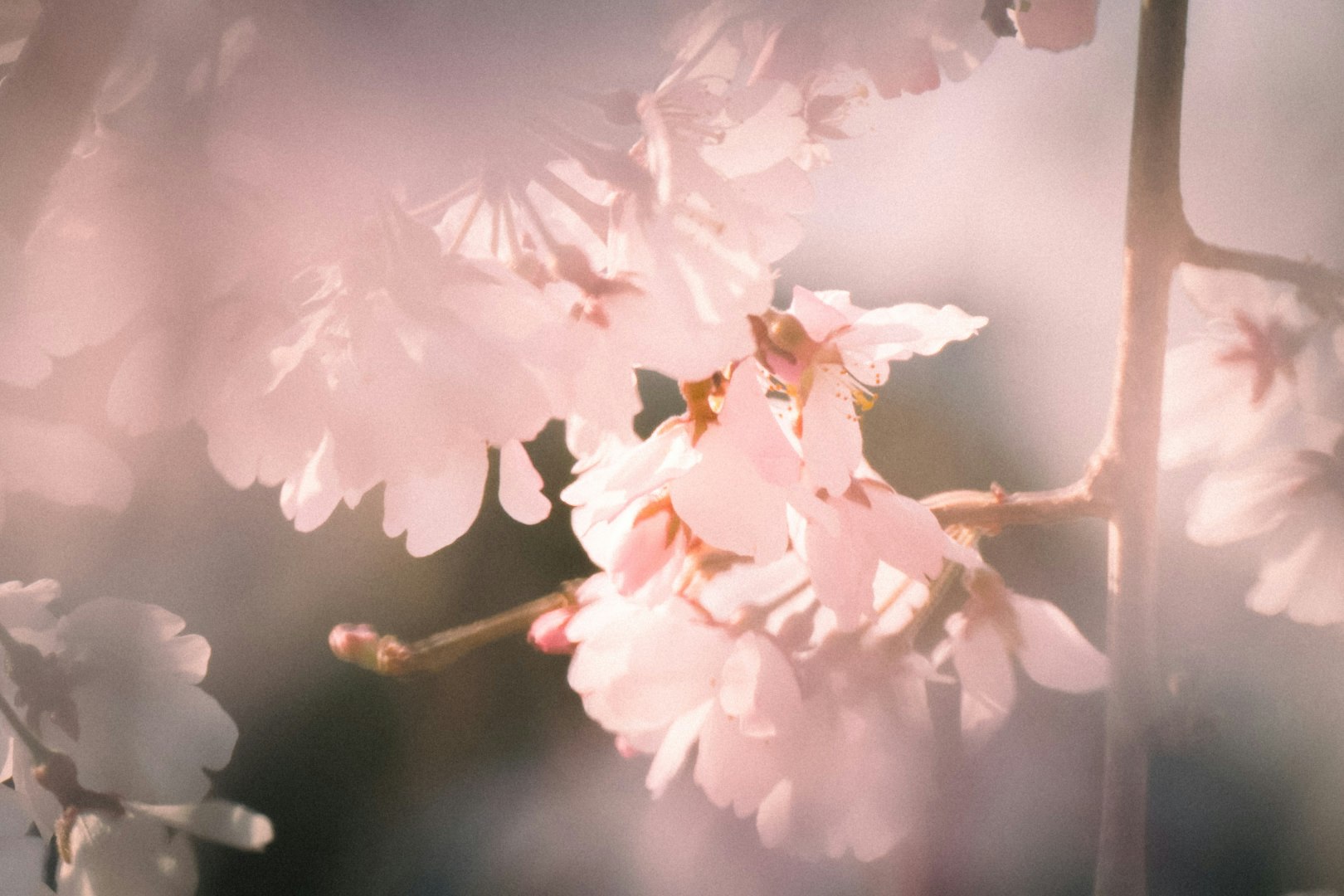 枝先に咲く桜の花びらと柔らかな光