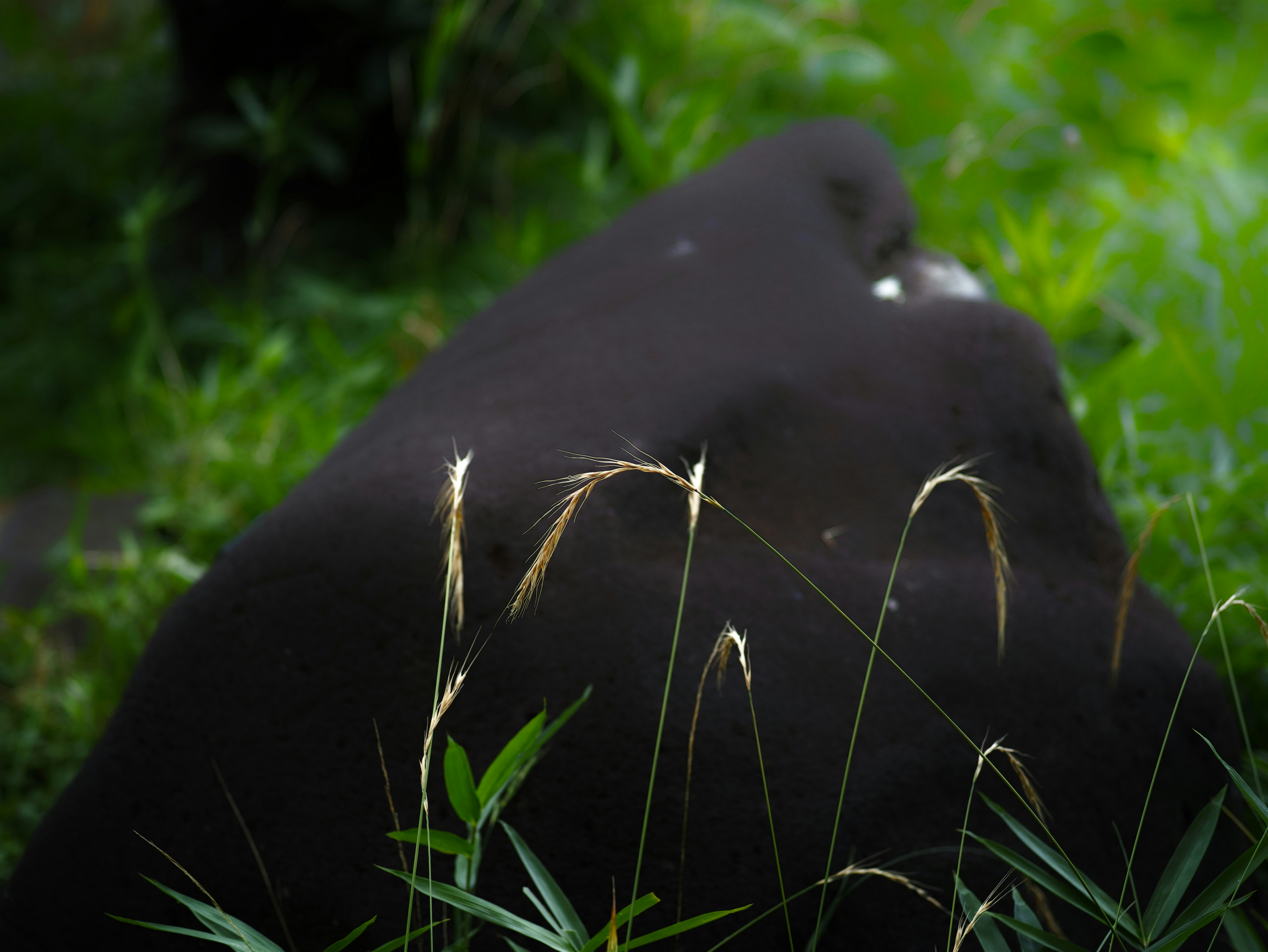 草むらに横たわる動物のシルエット