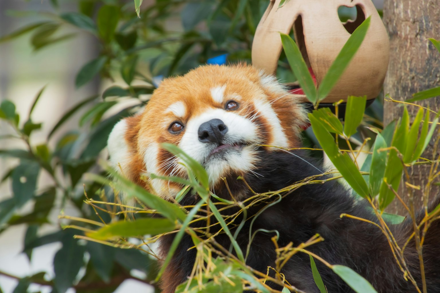 Panda merah mengintip melalui dedaunan dengan ekspresi penasaran