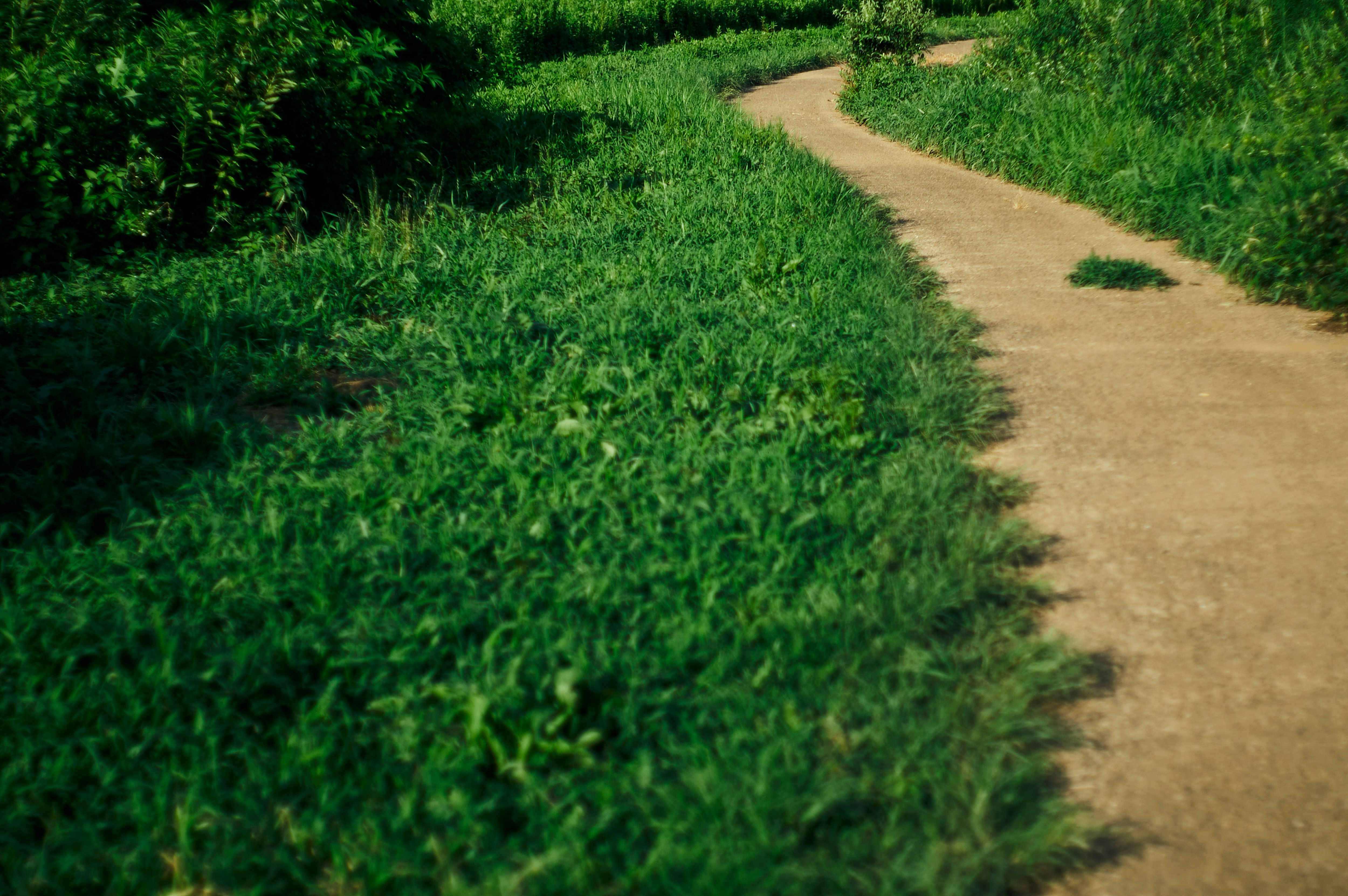 緑の芝生の小道が曲がりながら続く風景