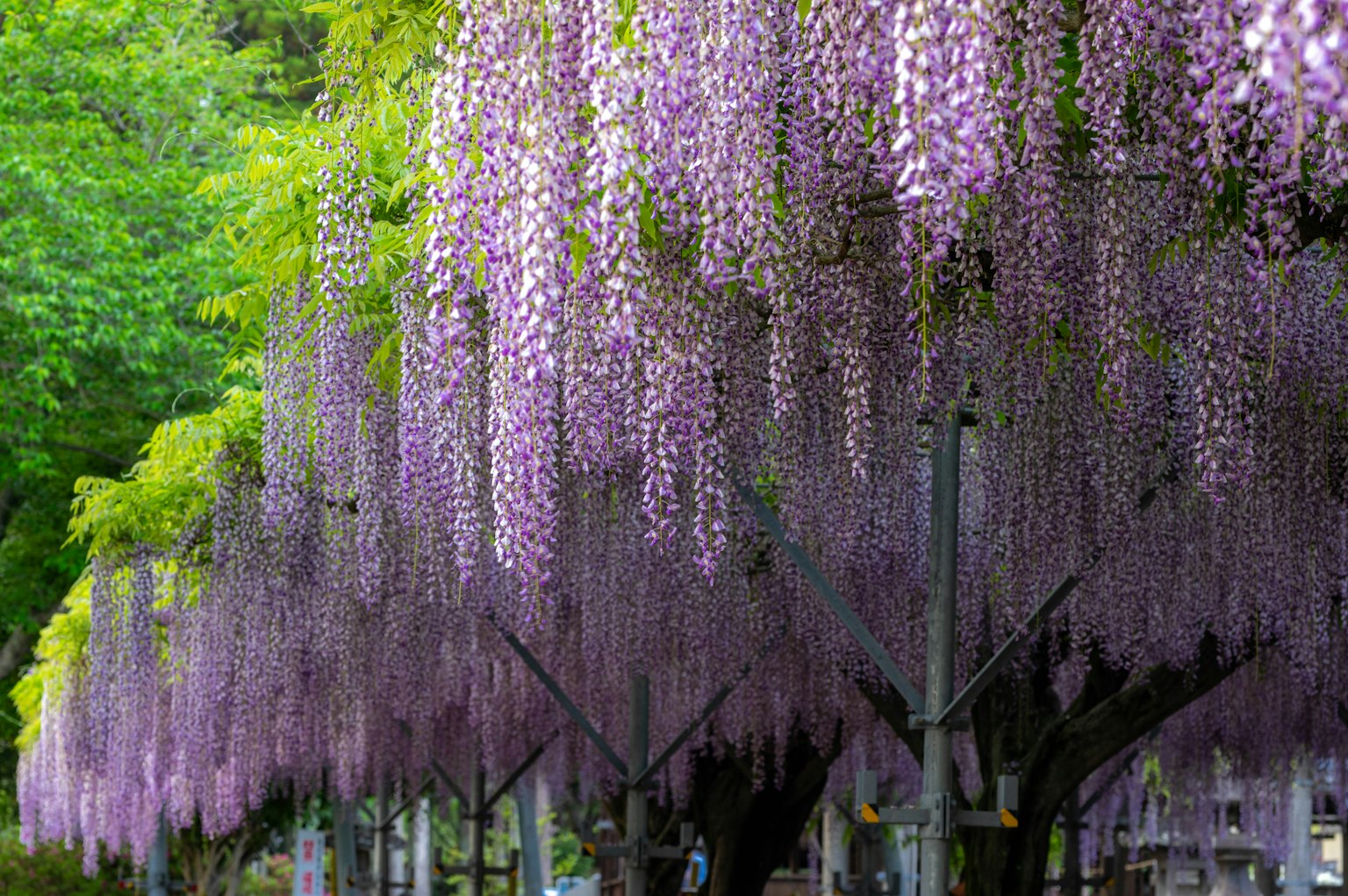 Beautiful scene of cascading purple wisteria flowers