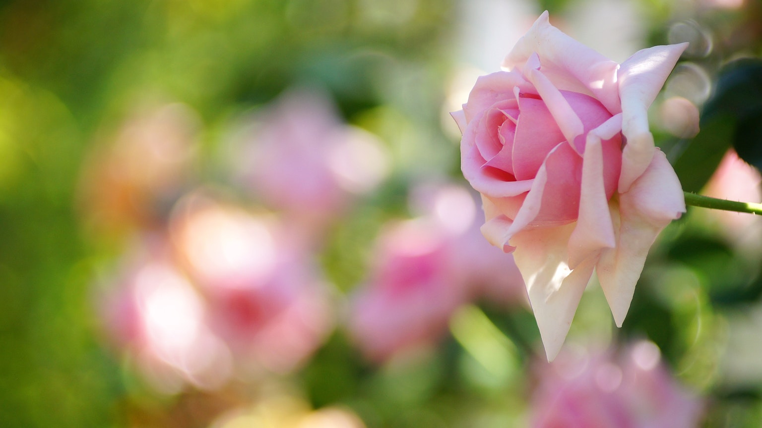 Una hermosa rosa rosa suave destaca sobre un fondo verde