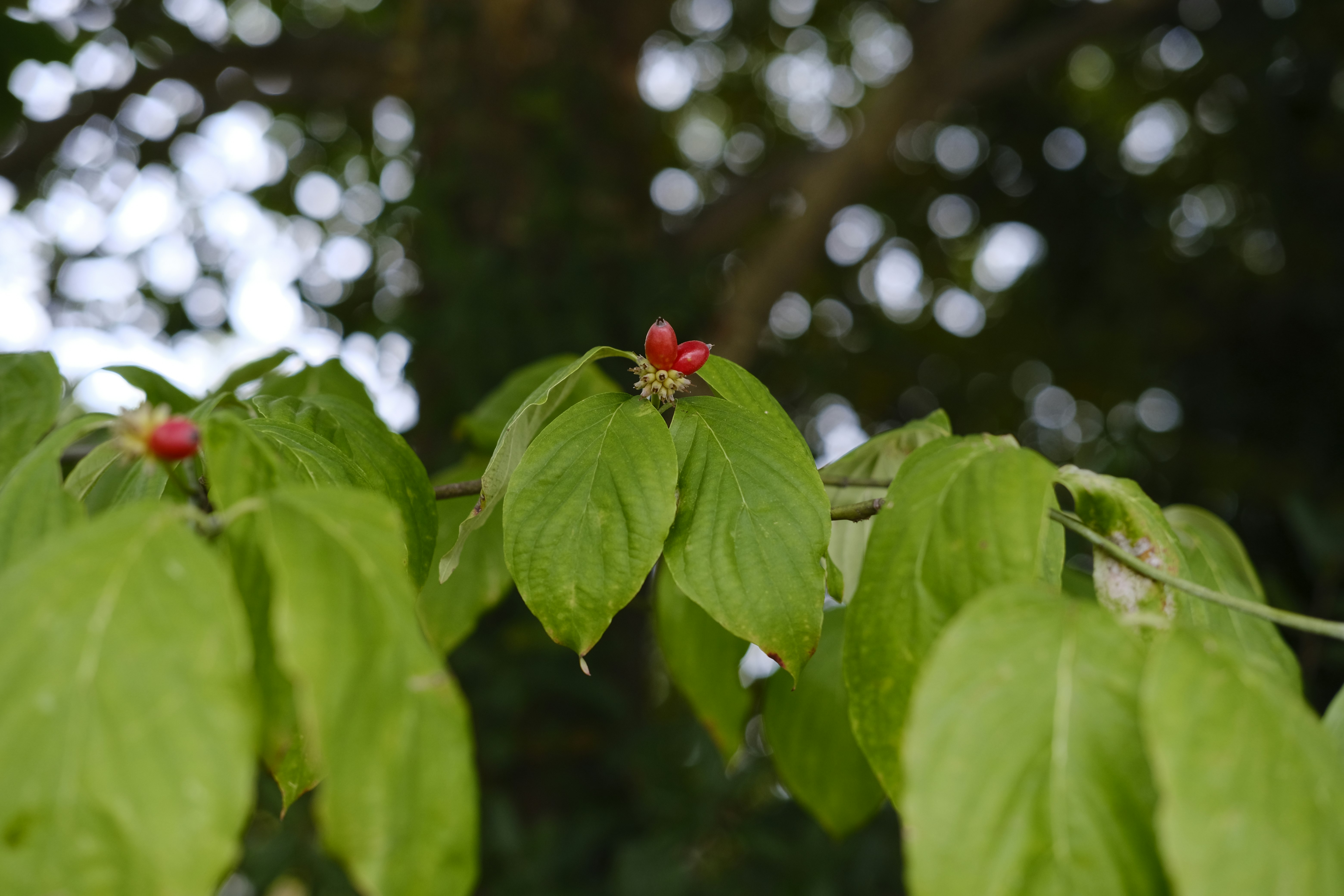 緑の葉に赤い実がついた植物のクローズアップ