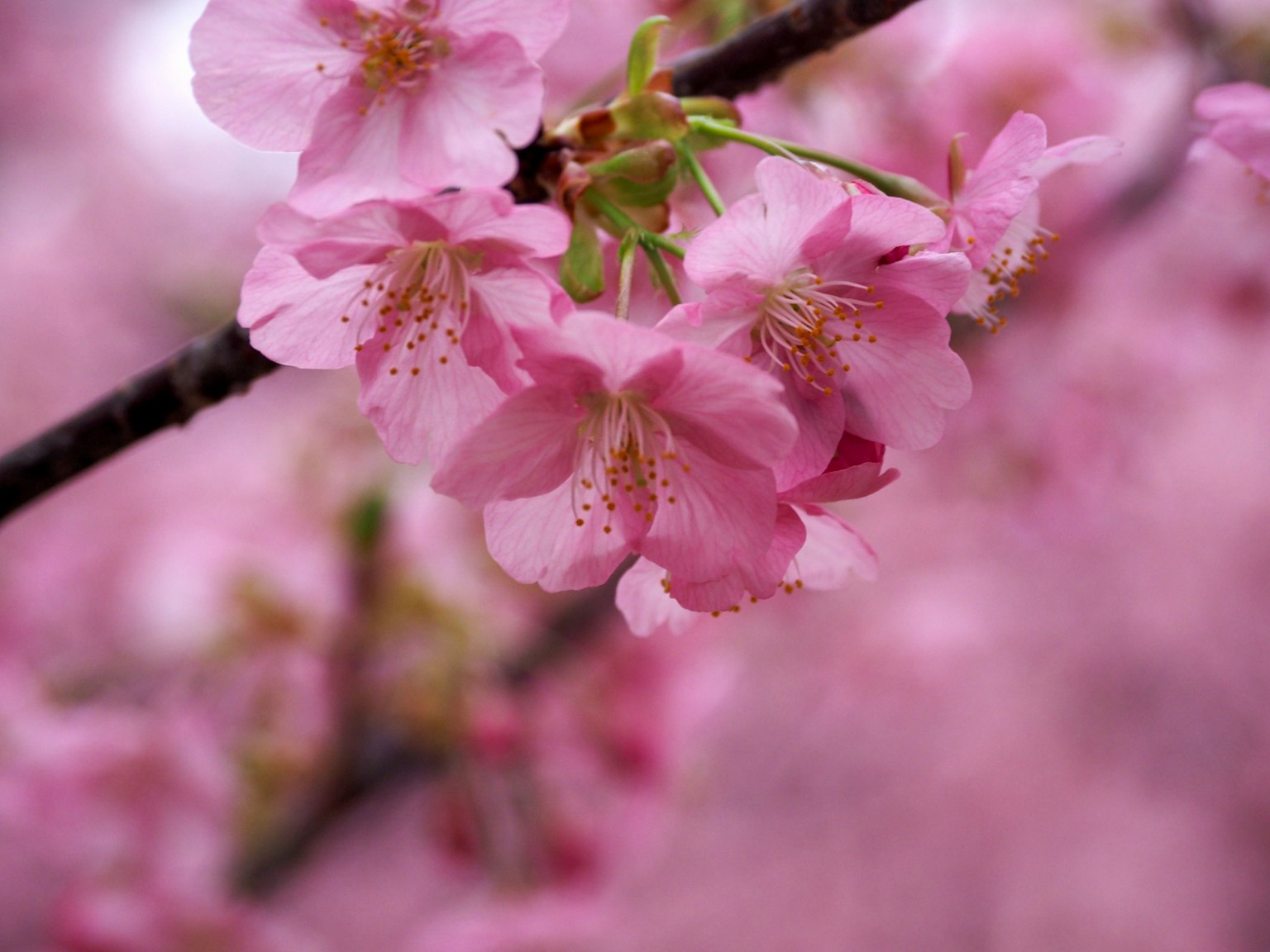 Beautiful pink scene of cherry blossoms in bloom