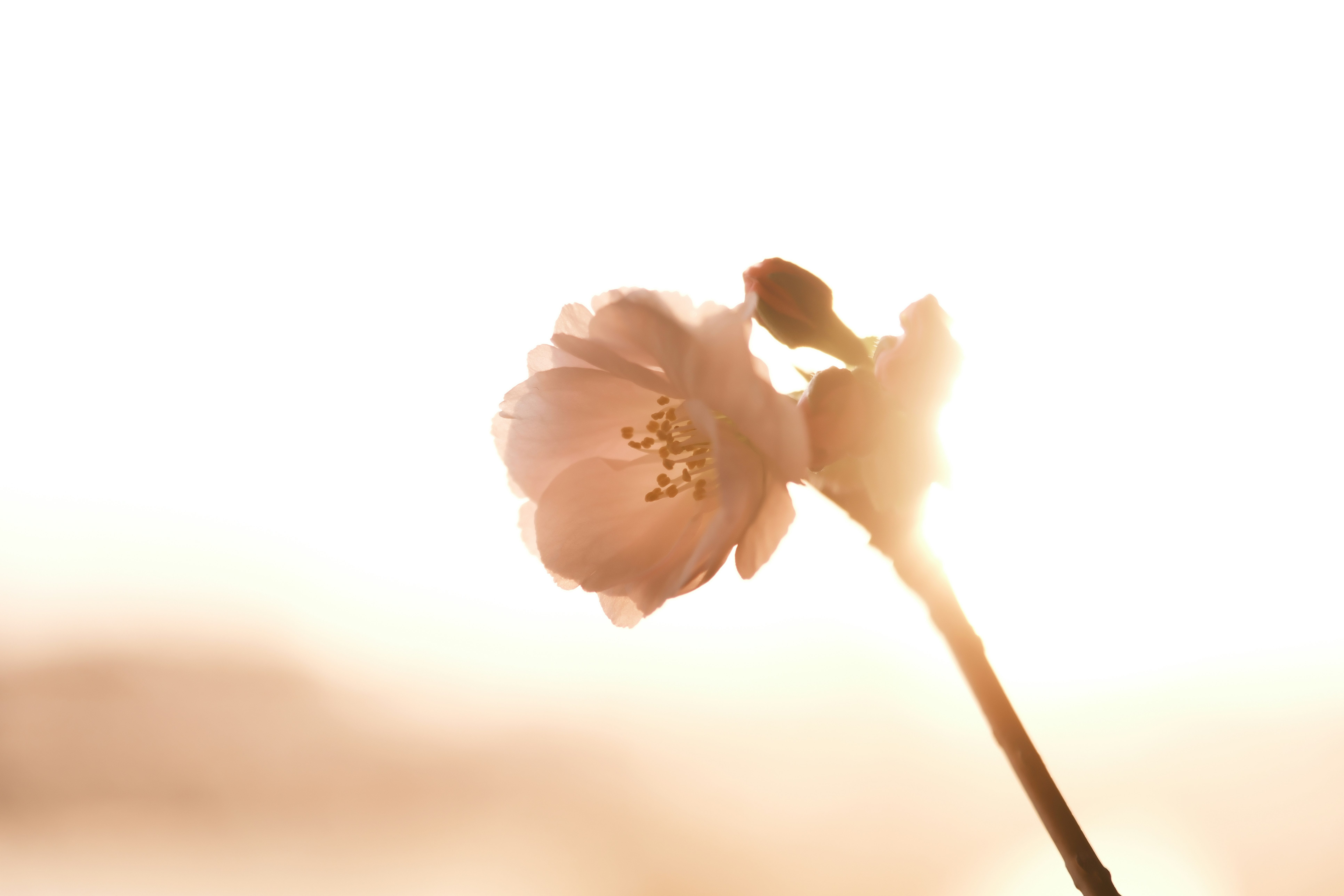 single flower in backlight