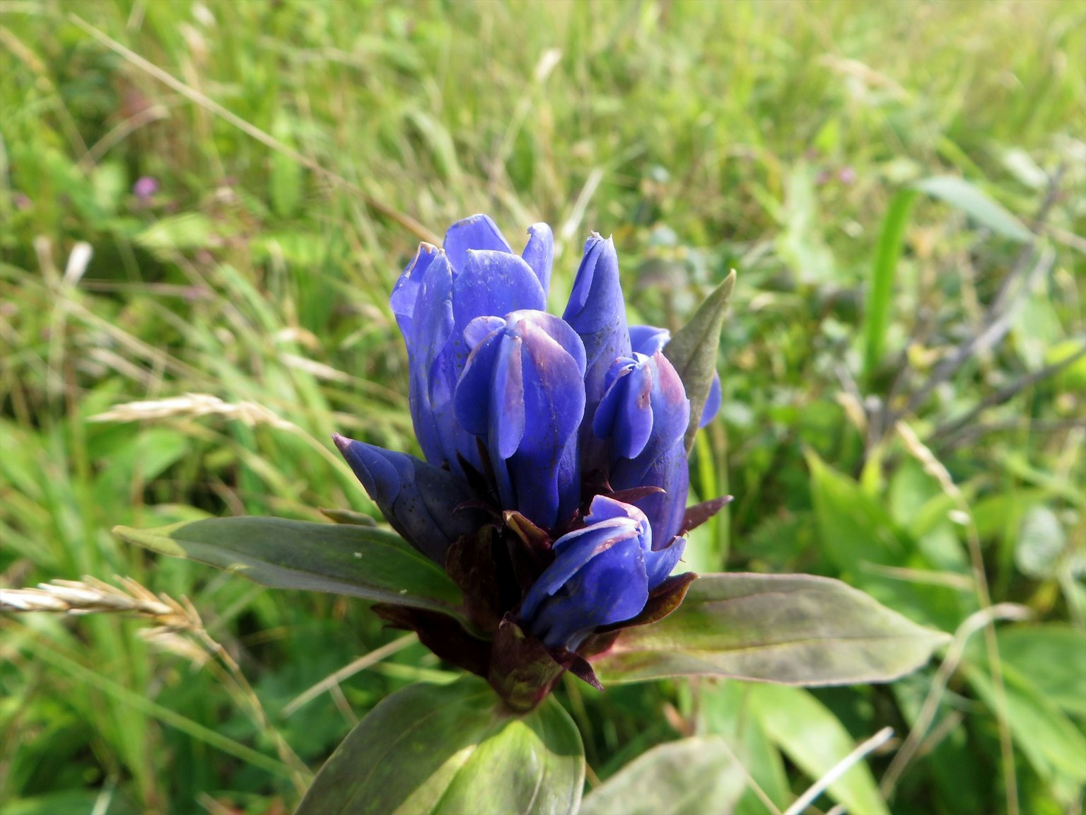 Vibrant blue flower buds surrounded by green leaves