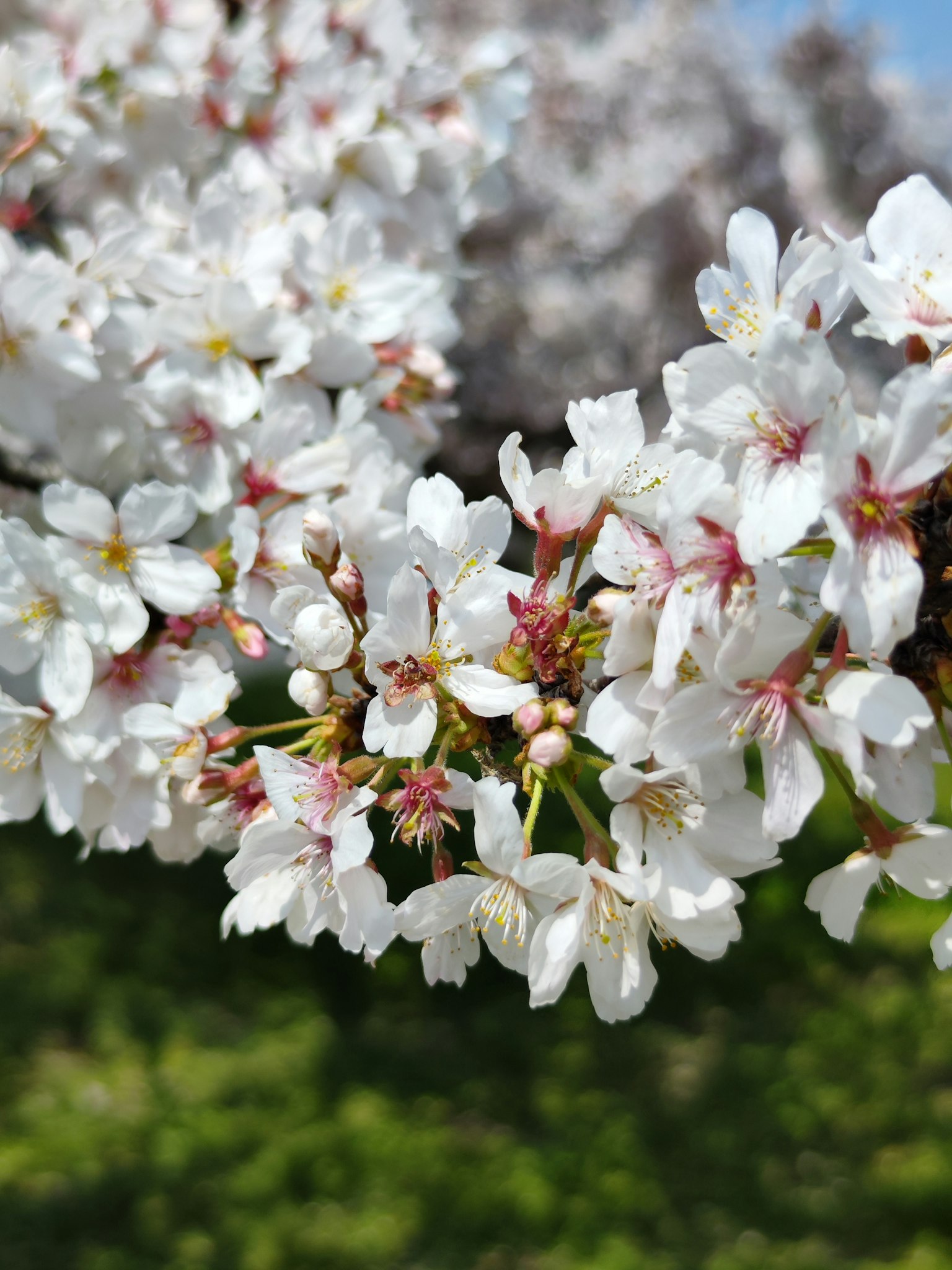 Primo piano di fiori di ciliegio su un ramo