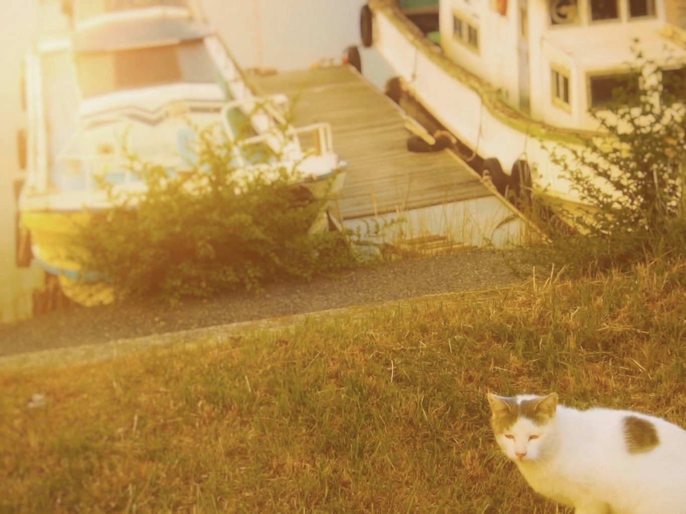 草地の上を歩く白茶の猫と車のある路地