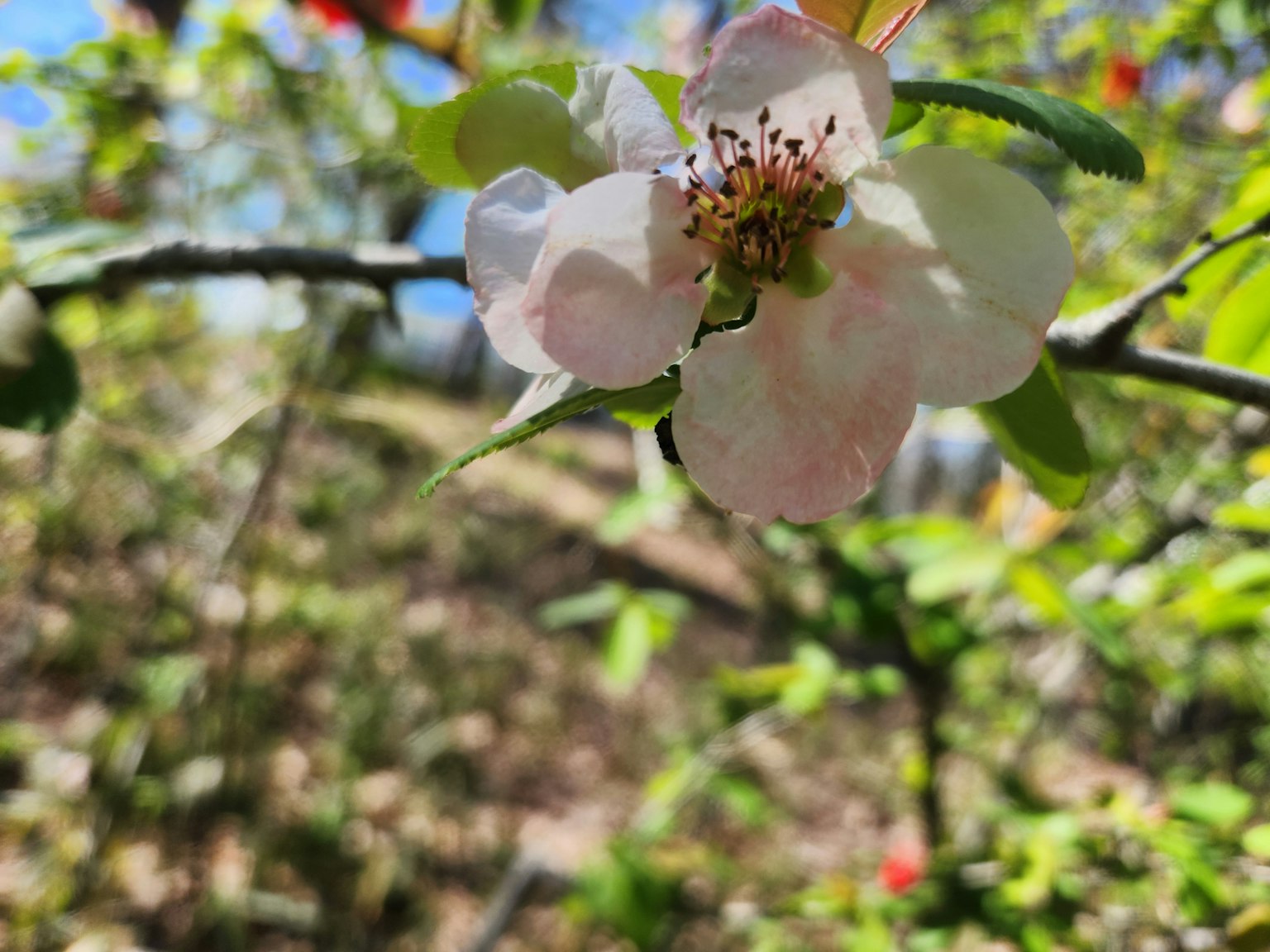 Gros plan d'une fleur rose délicate avec des feuilles vertes fond flou de la nature