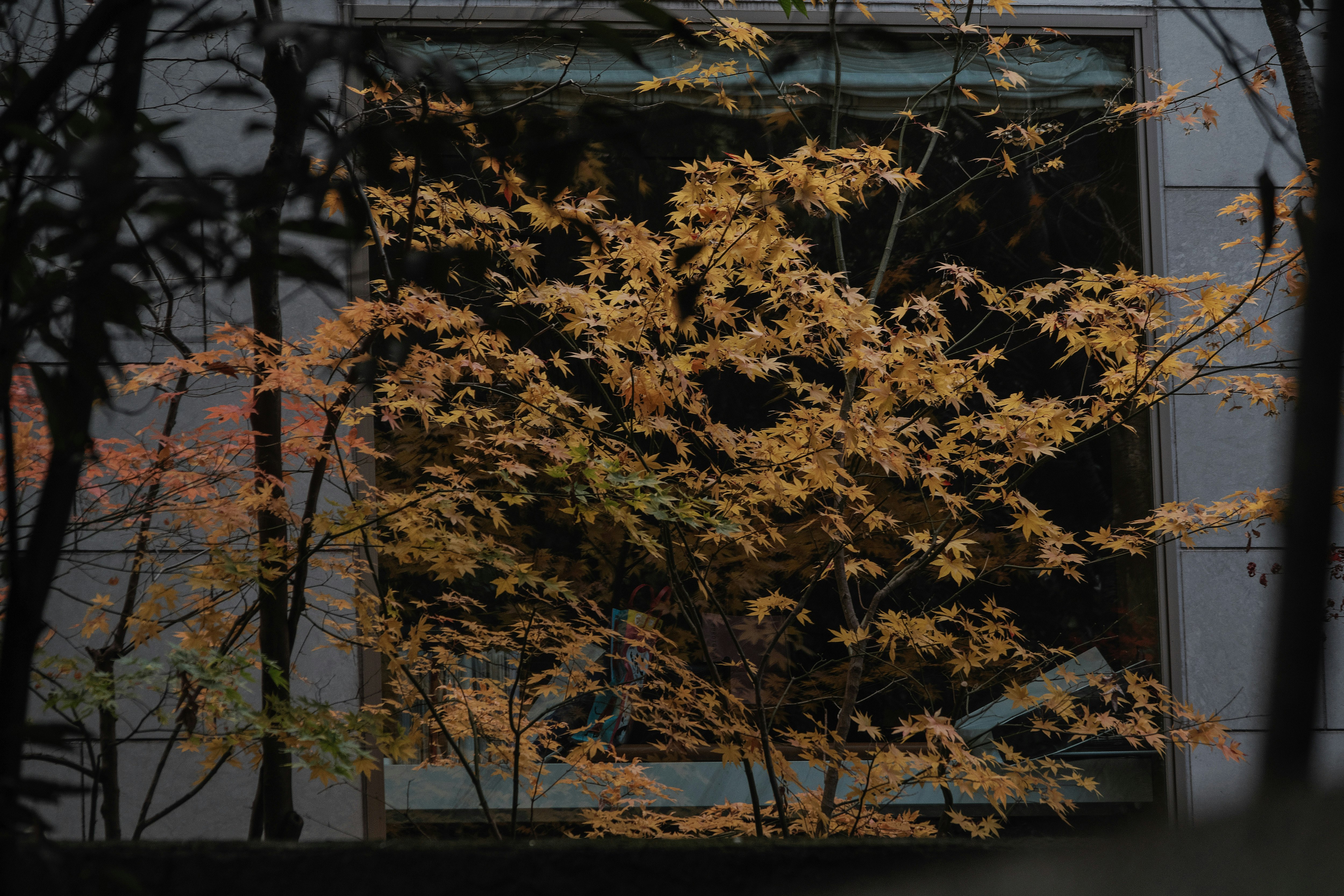 窓辺に映る黄色い紅葉の枝