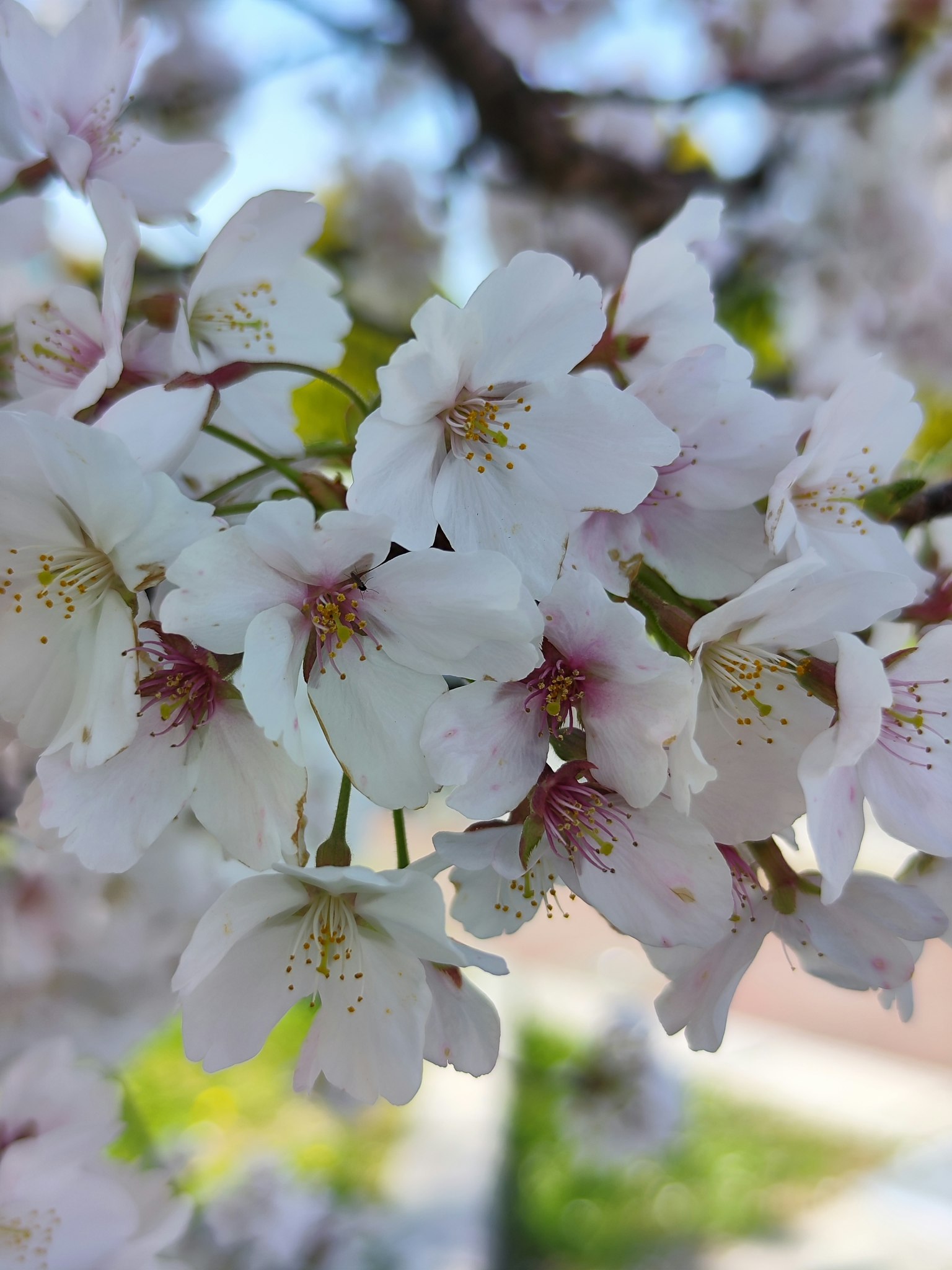 Primer plano de flores de cerezo en flor