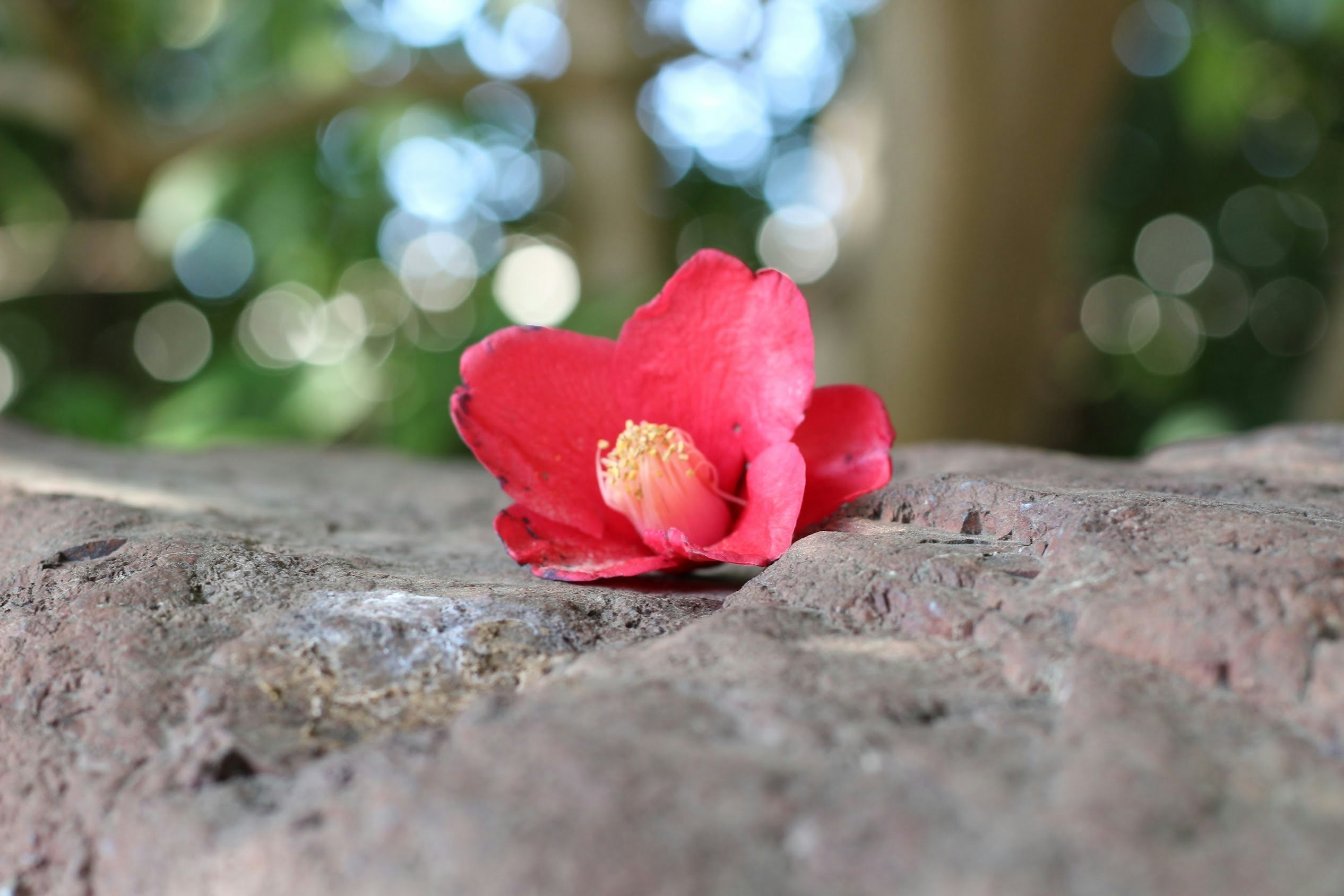 石の上に咲く赤い椿の花