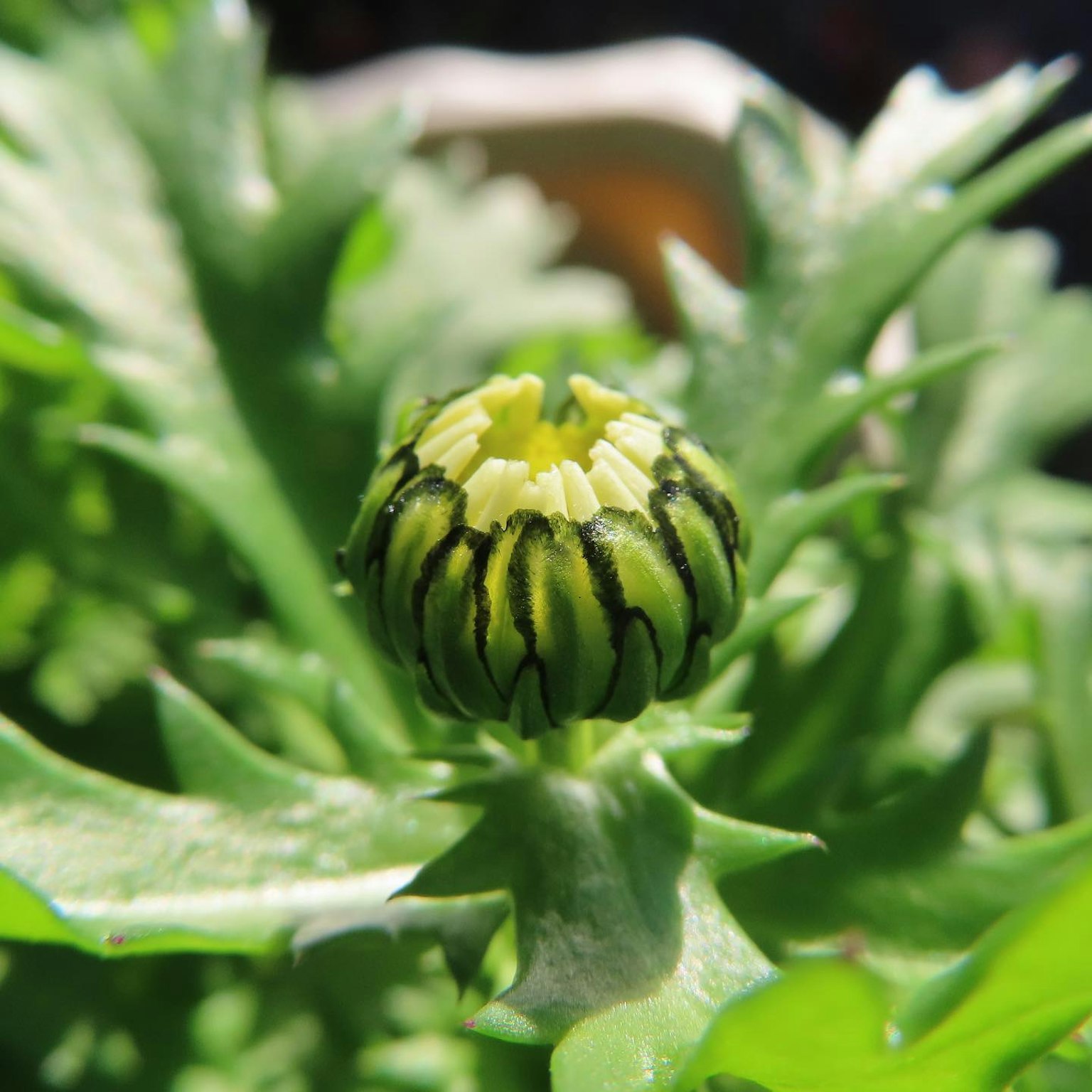 Gros plan d'un bouton de dahlia non éclos entouré de feuilles vertes
