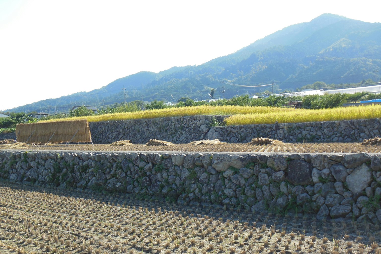Paisaje con montañas y campos de cebada muros de piedra visibles