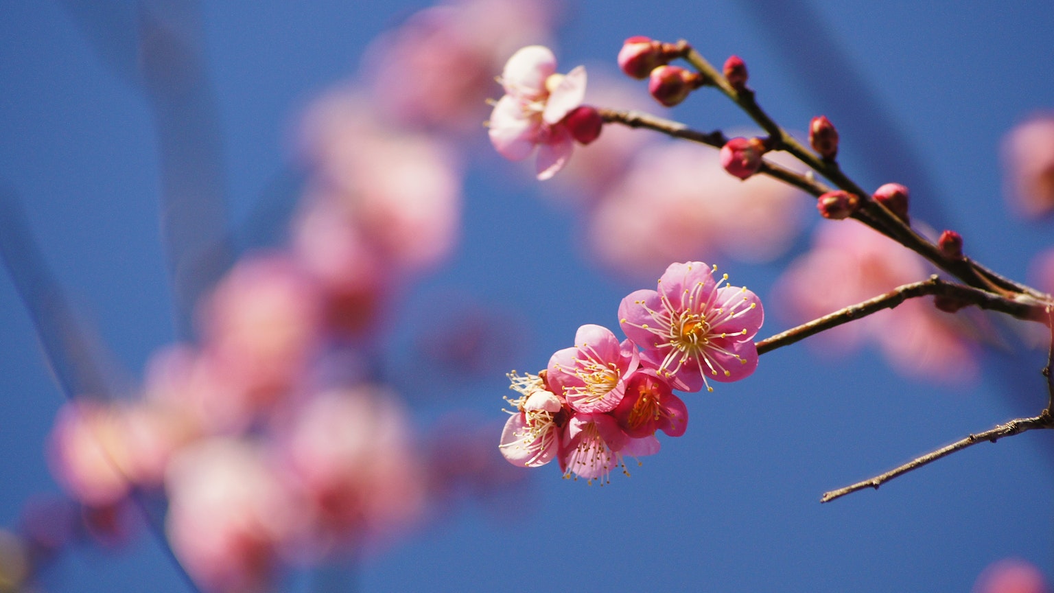 蓝天背景下的樱花特写