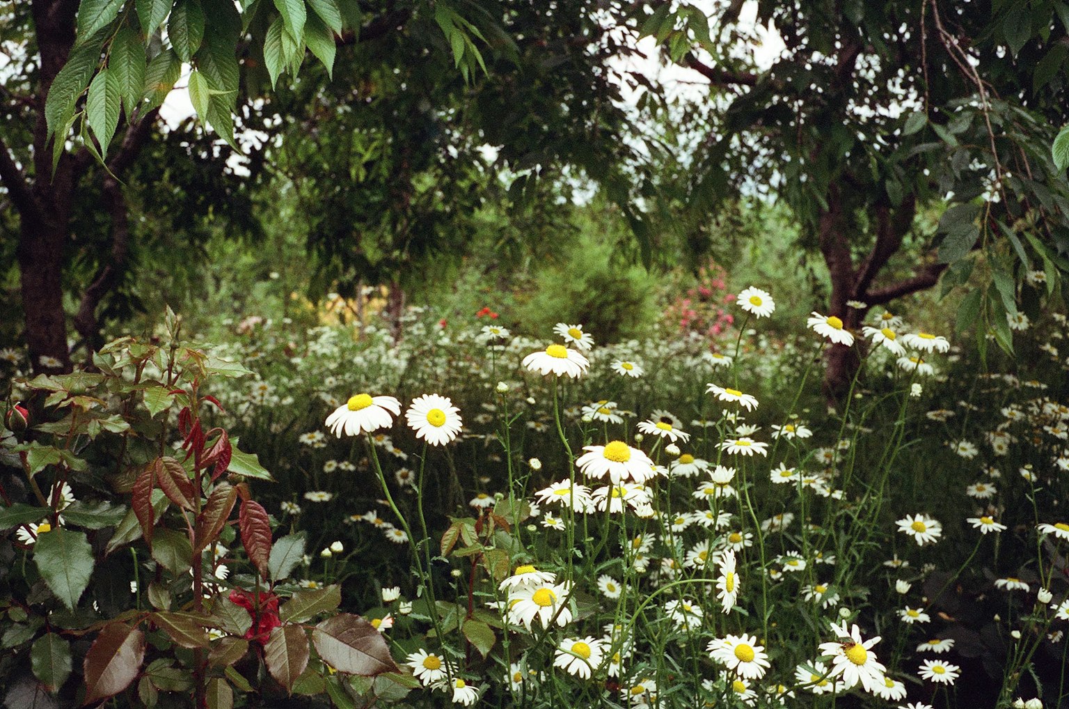 A lush green field filled with white daisies surrounded by trees