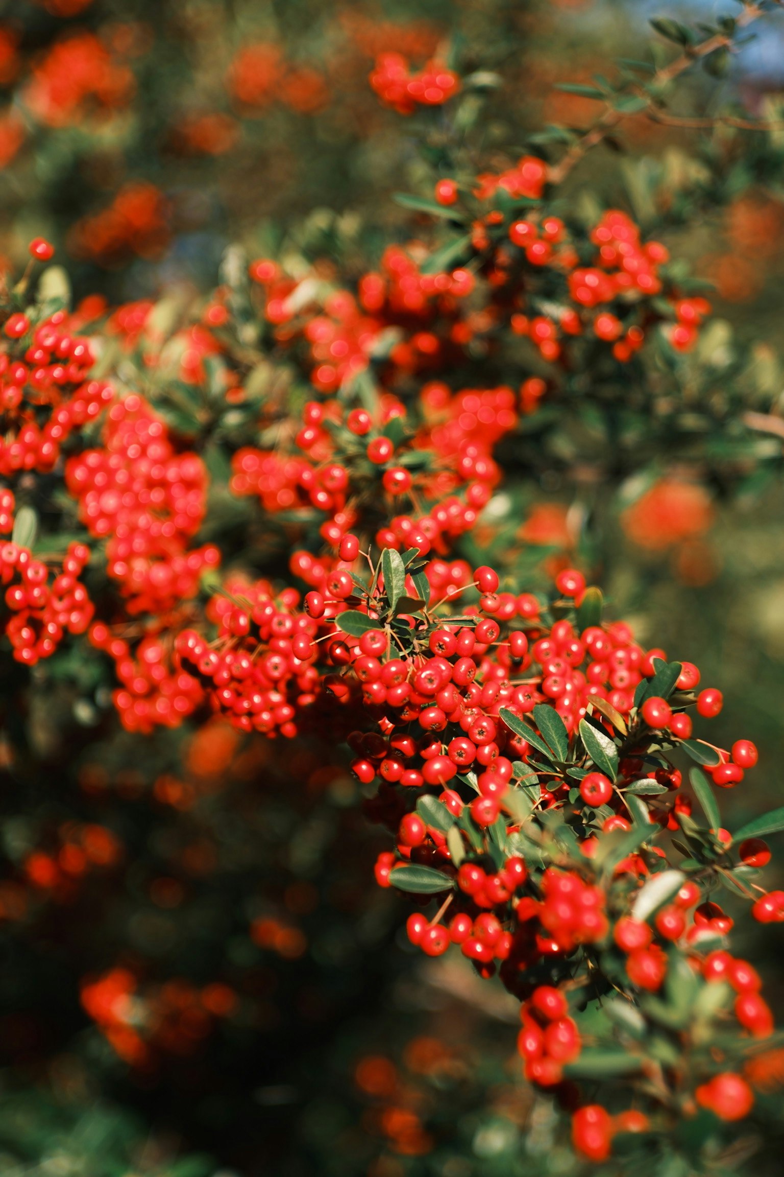 赤い実がたくさんついた緑の葉の枝