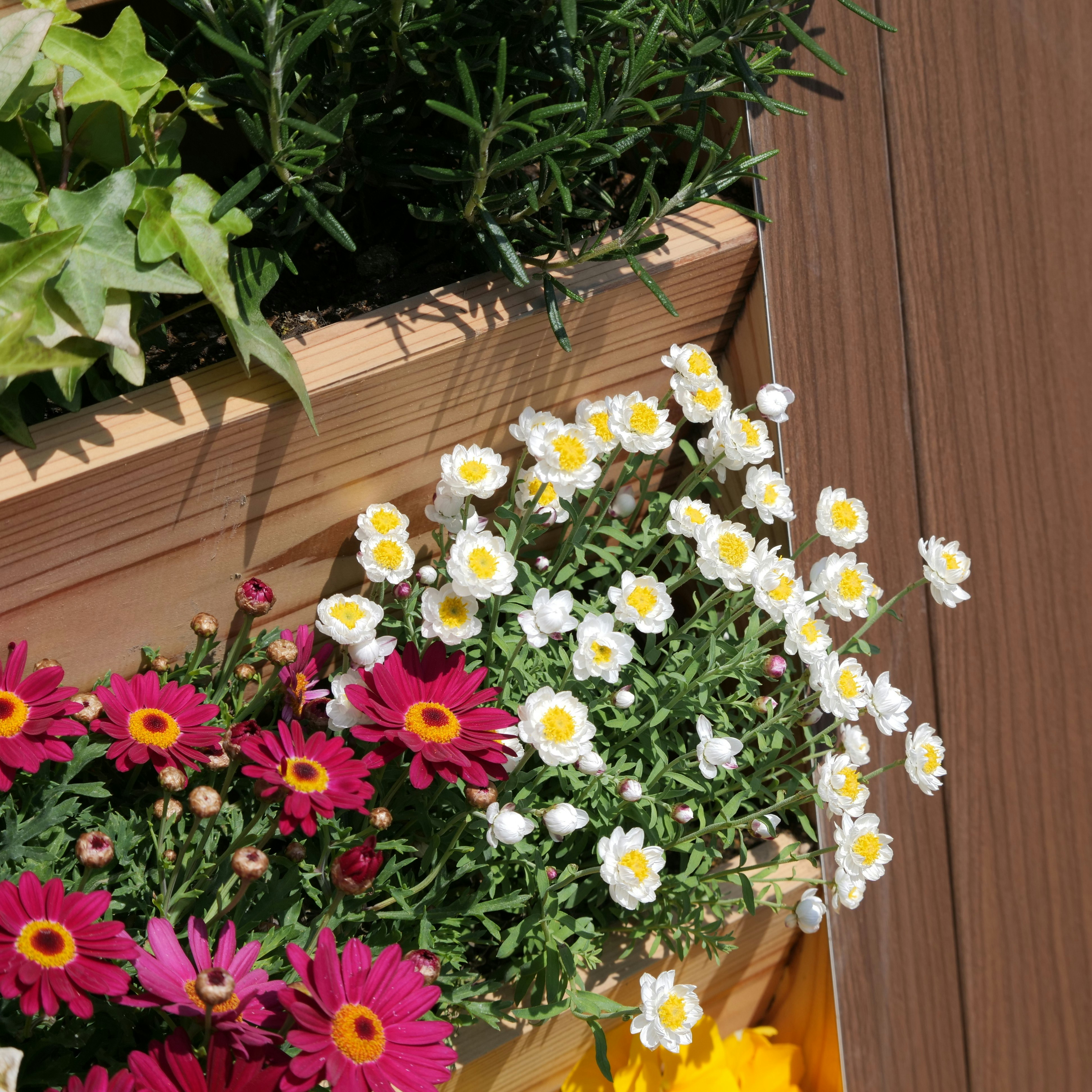 木製プランターに寄せ植えされたカラフルな草花