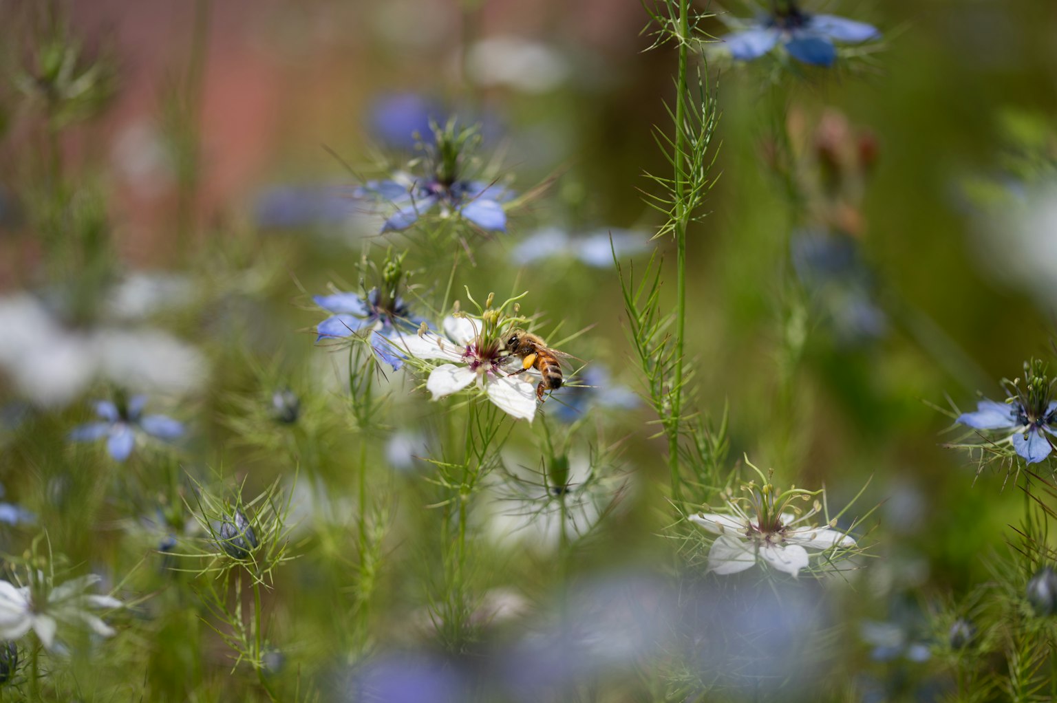 A bee on white and blue flowers in a vibrant garden