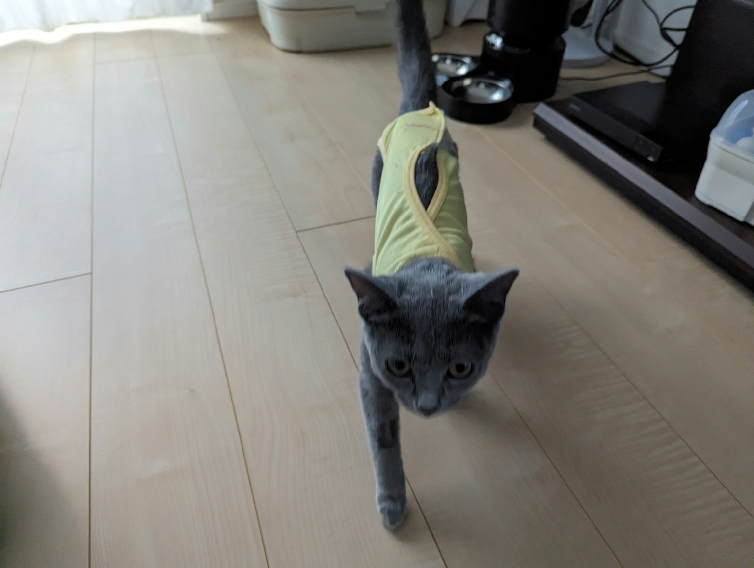 灰色的猫穿着黄色衣服在室内走动