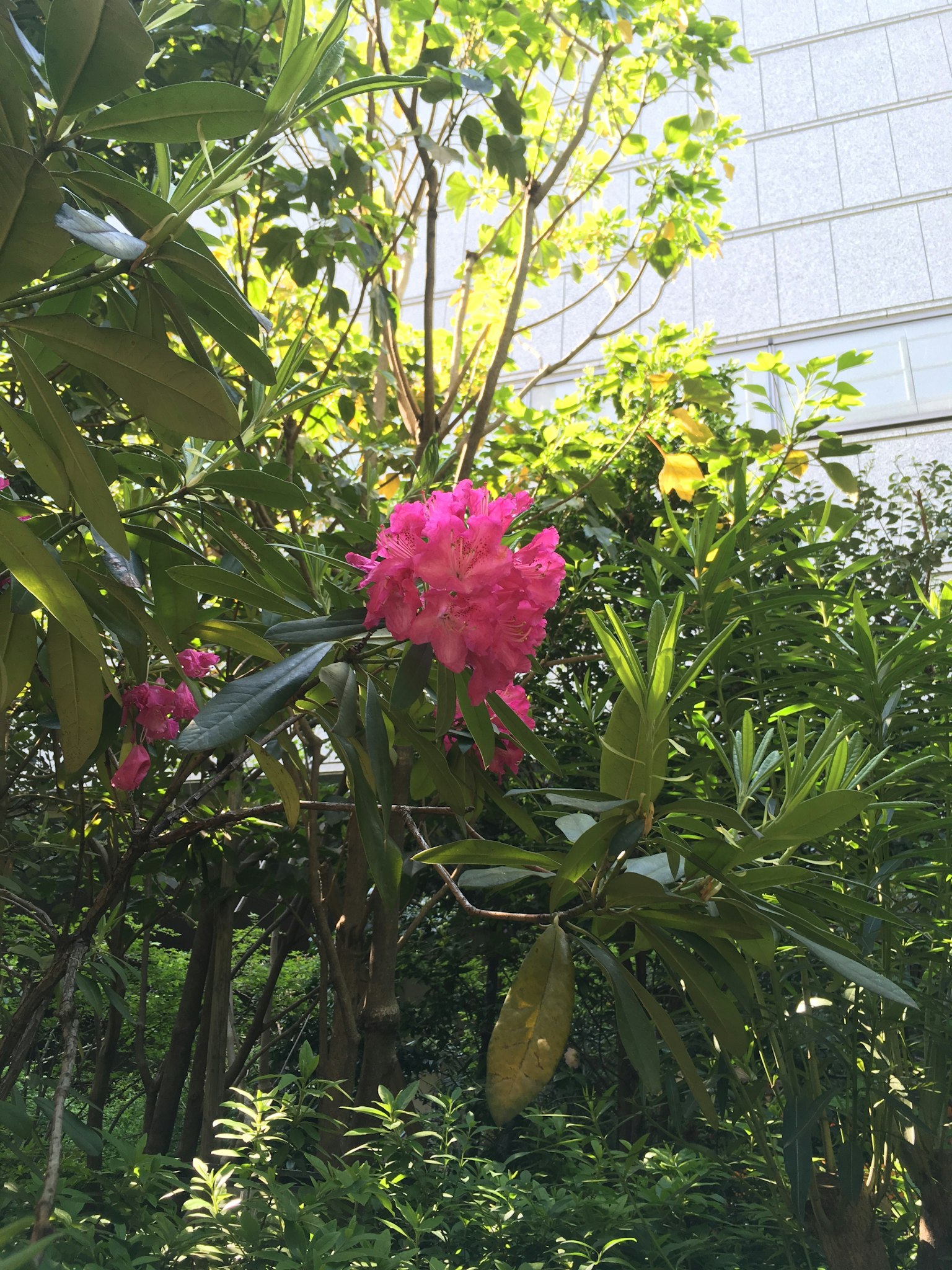 Vibrant pink flower surrounded by green leaves