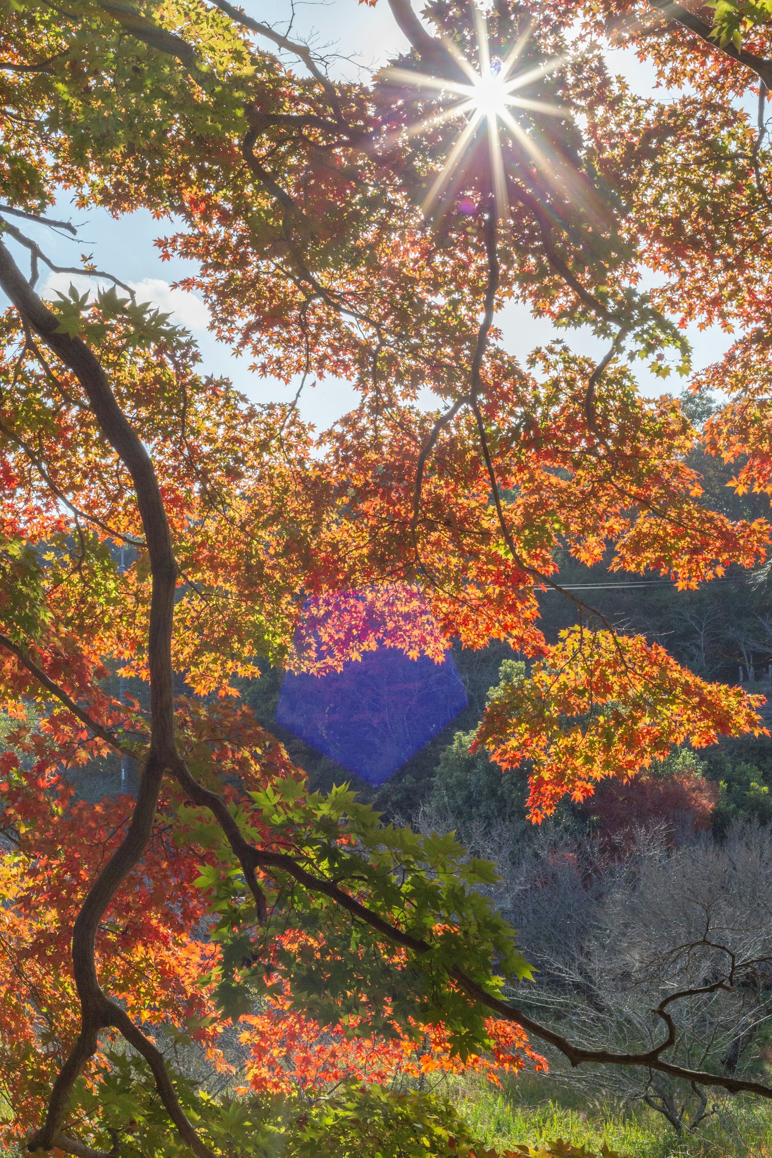 Autumn foliage with sunlight filtering through trees