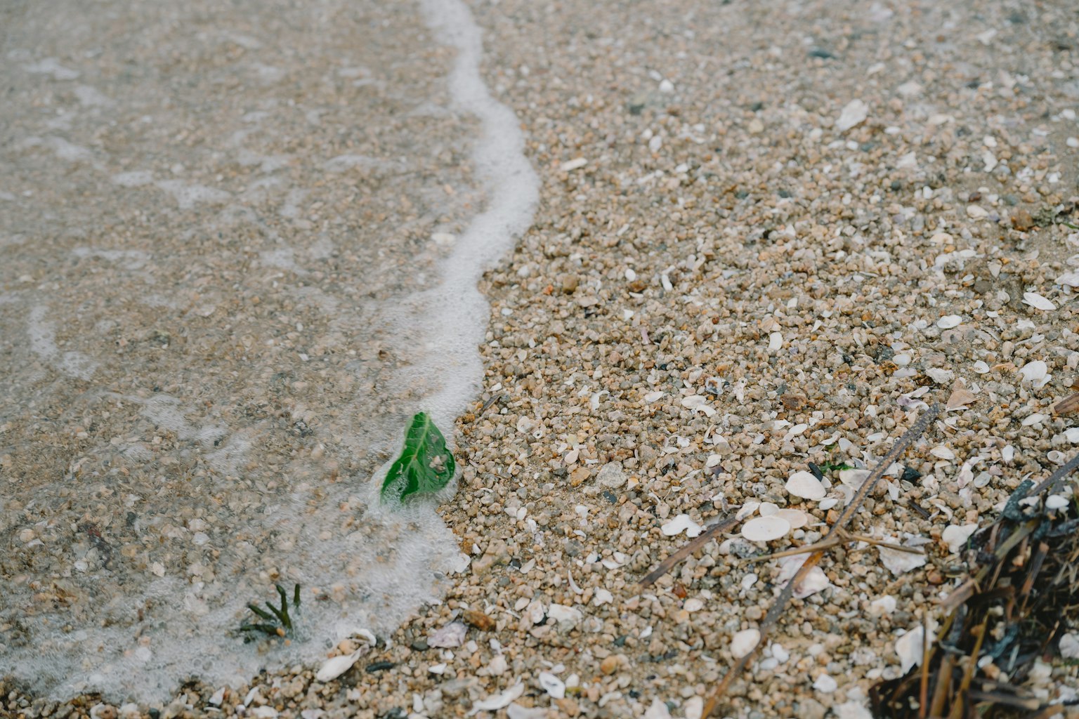 Beach scene with green object and scattered seashells as waves wash ashore
