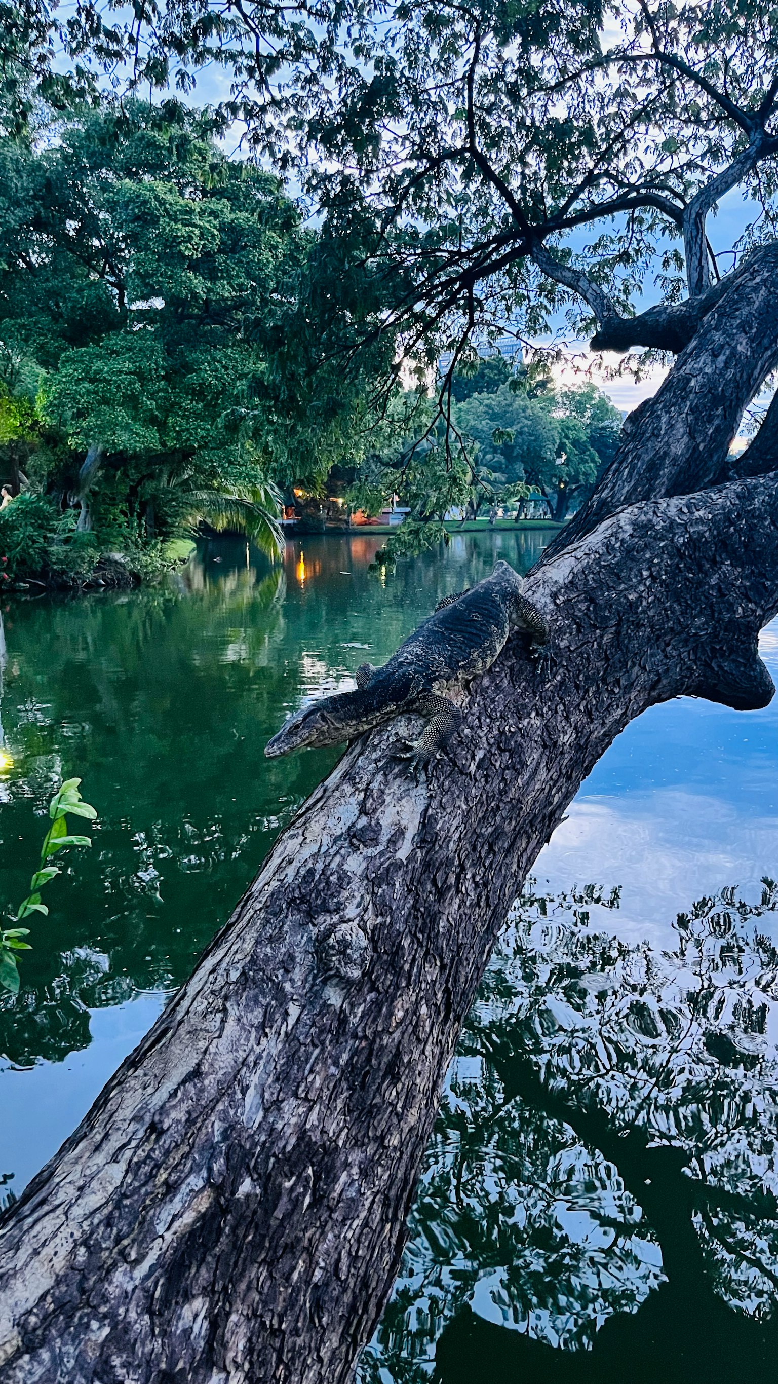 Tronc d'arbre massif au bord d'un lac serein avec des reflets