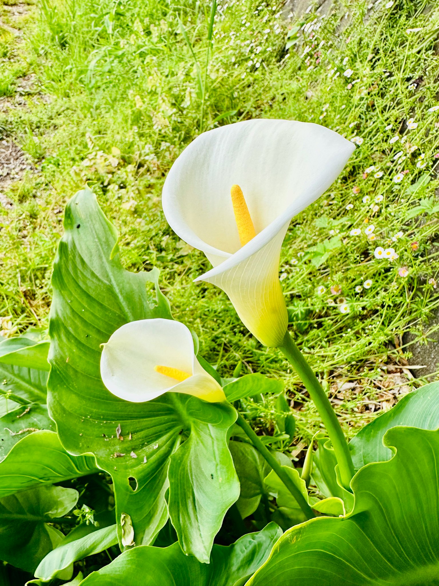 Bunga calla putih dengan daun hijau dalam pengaturan alami