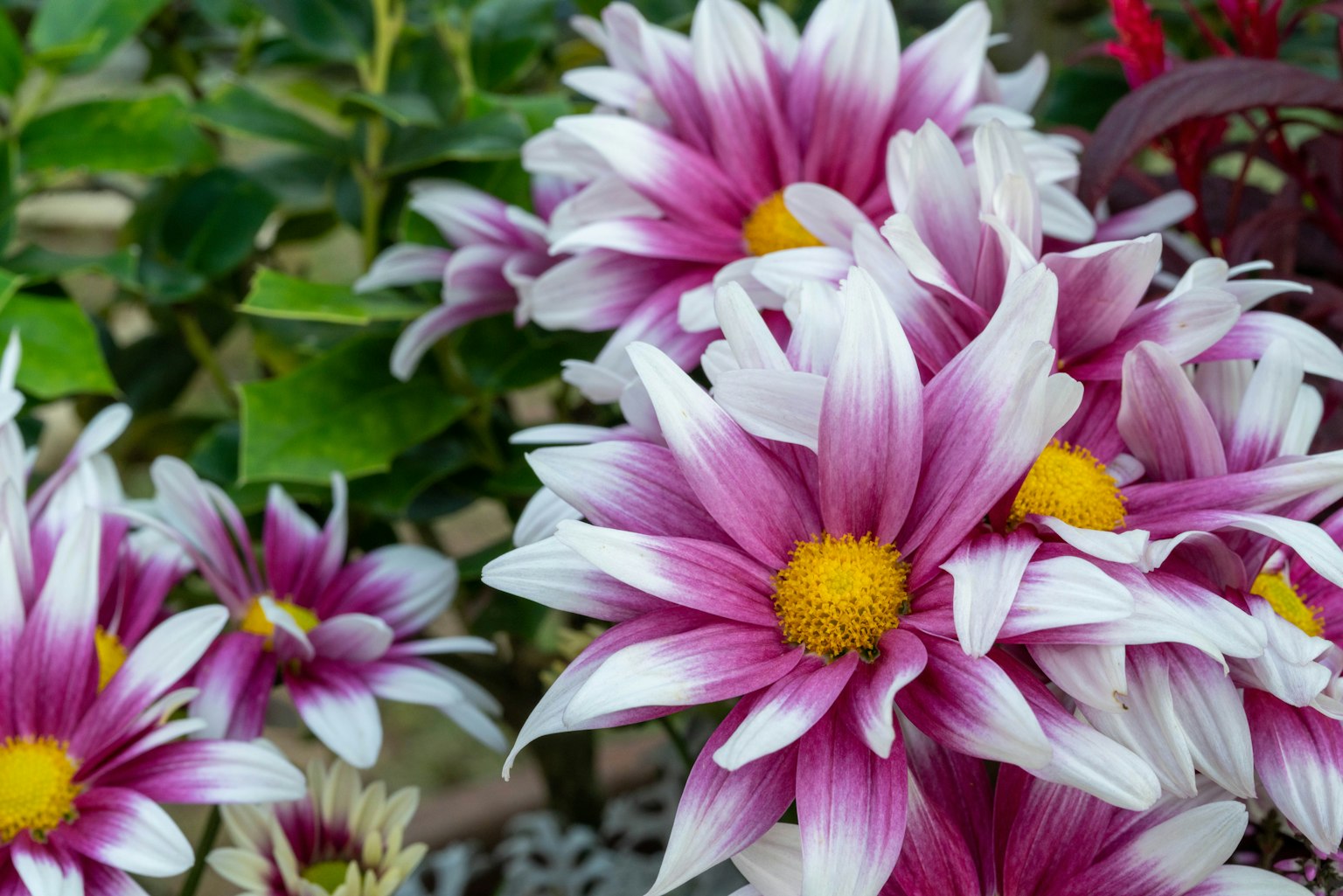 Vibrant bouquet of pink and white chrysanthemums with yellow centers