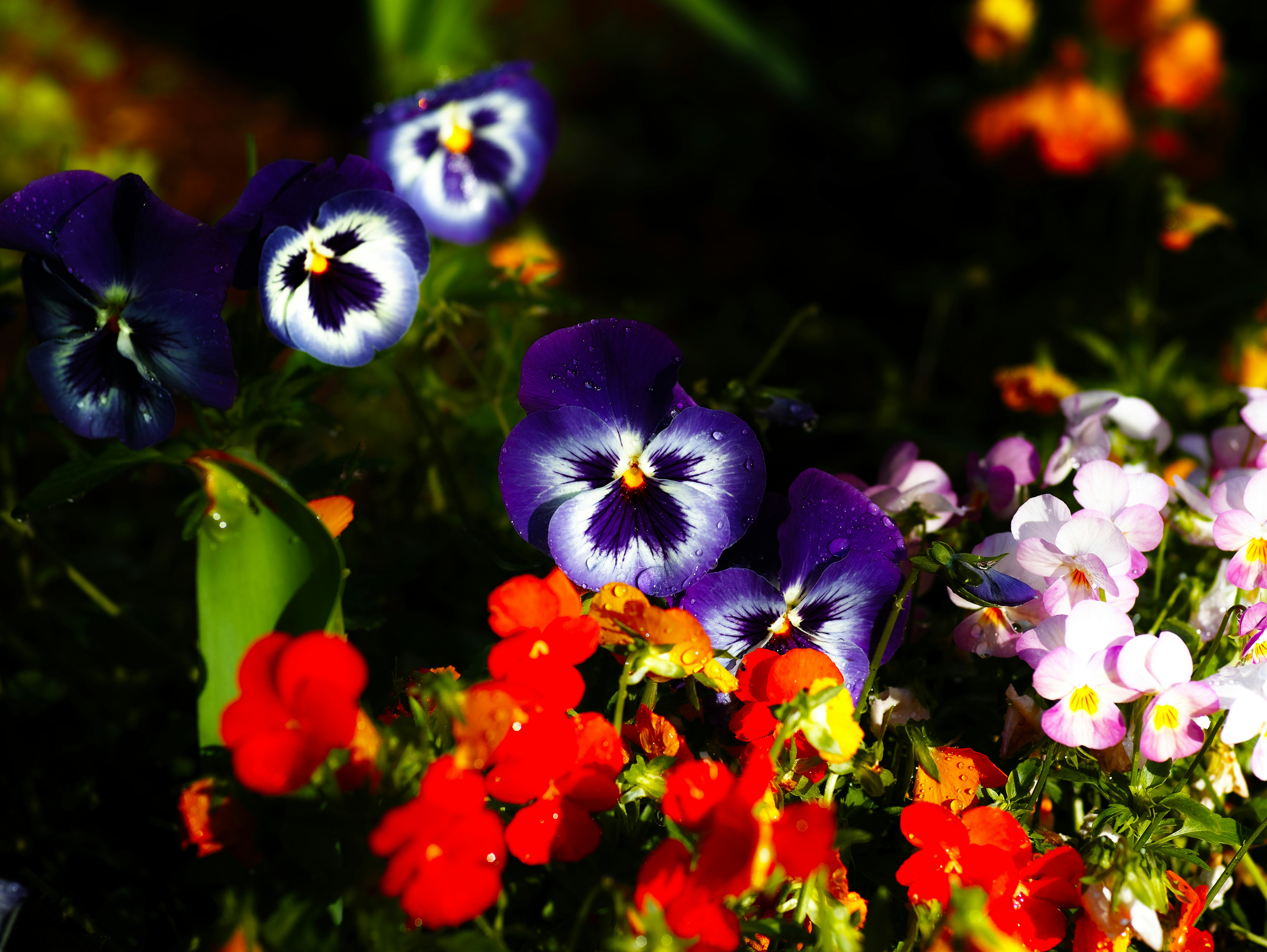 Primer plano de un macizo de flores coloridas