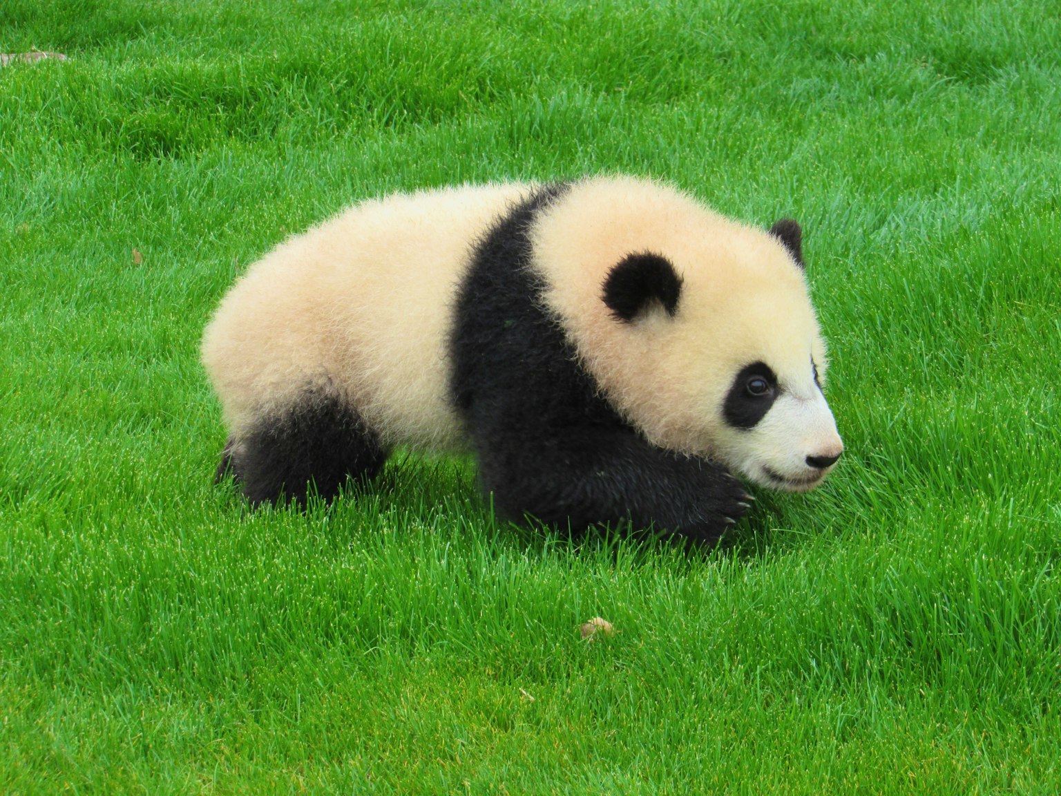 A baby panda walking on green grass