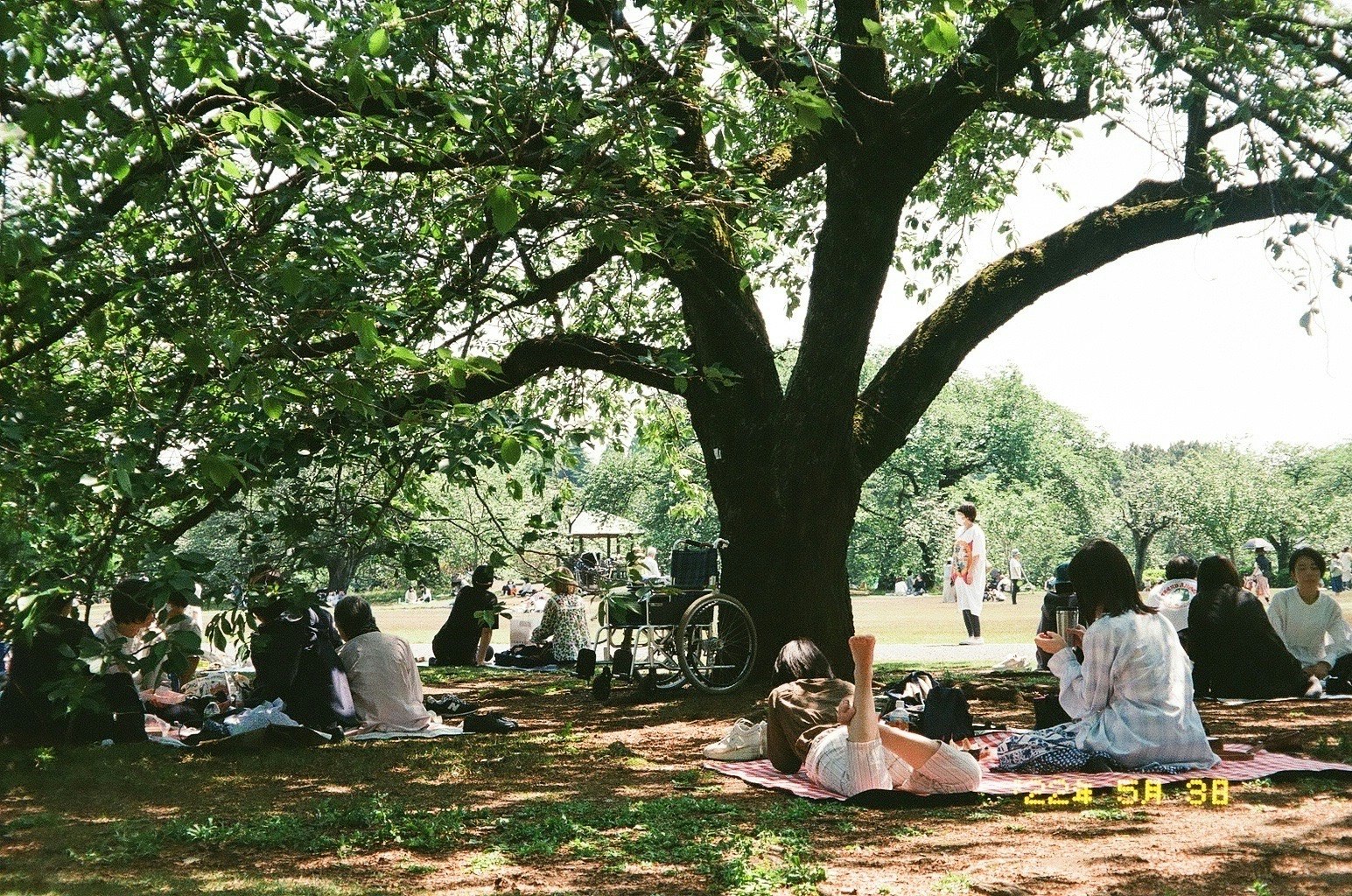 people relaxing on grass under tree shade