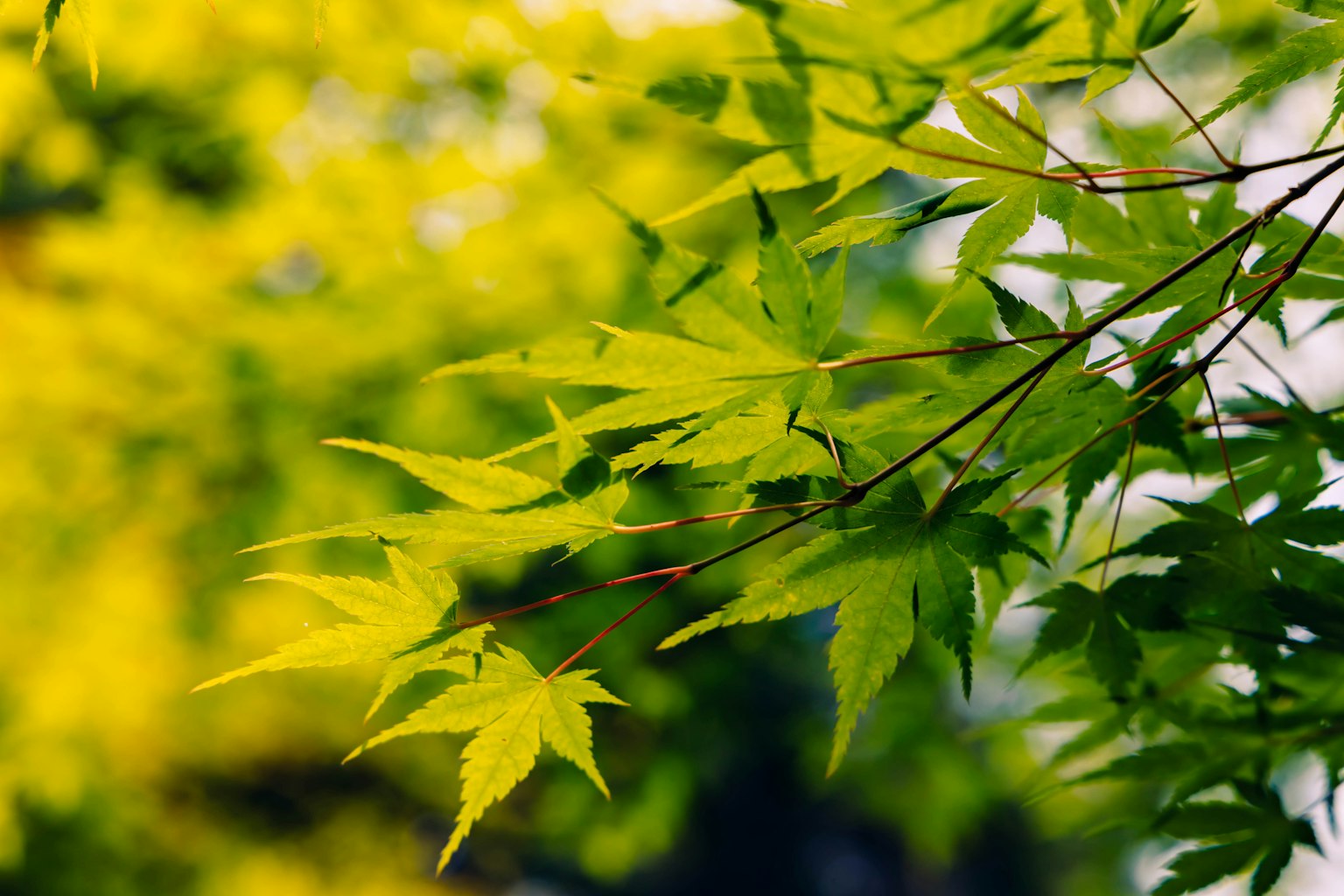 Hojas verdes vibrantes con un fondo amarillo borroso