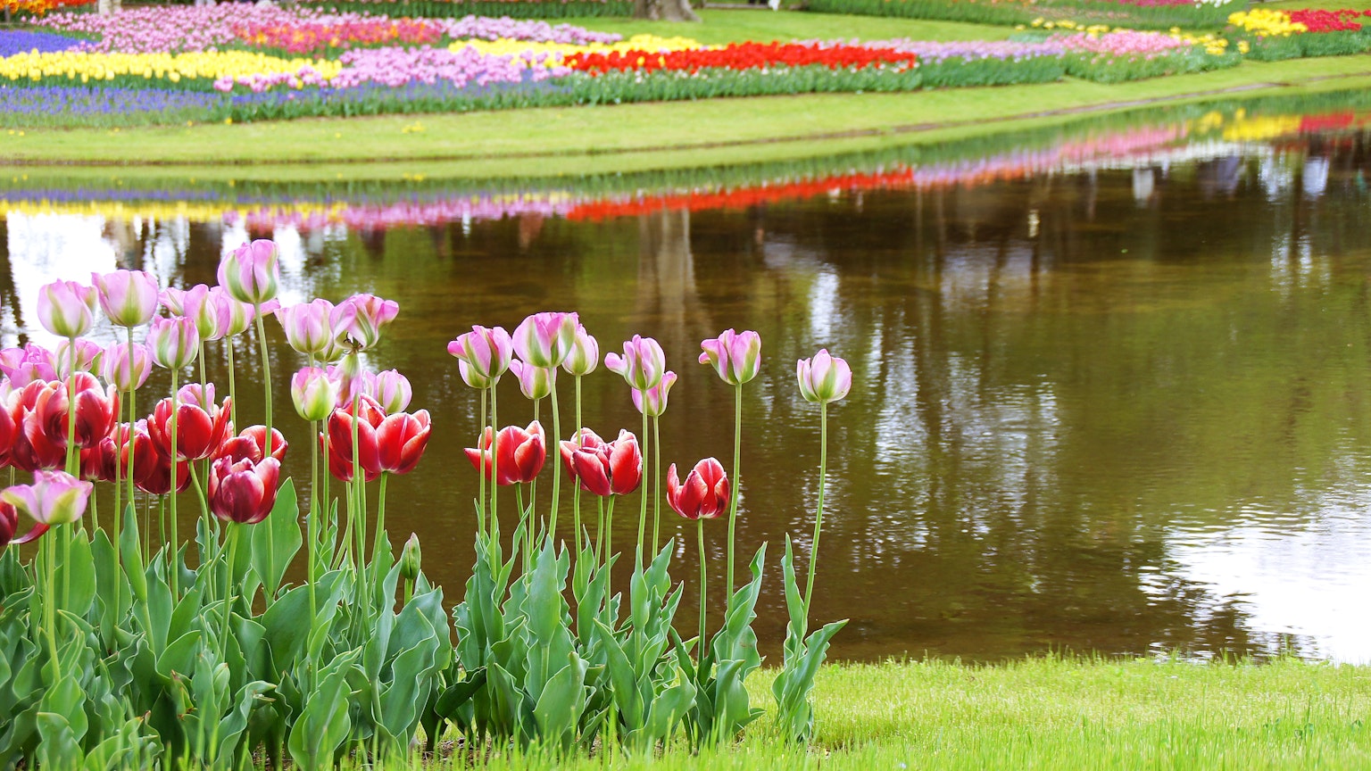 Bunte Tulpen an einem ruhigen Teich