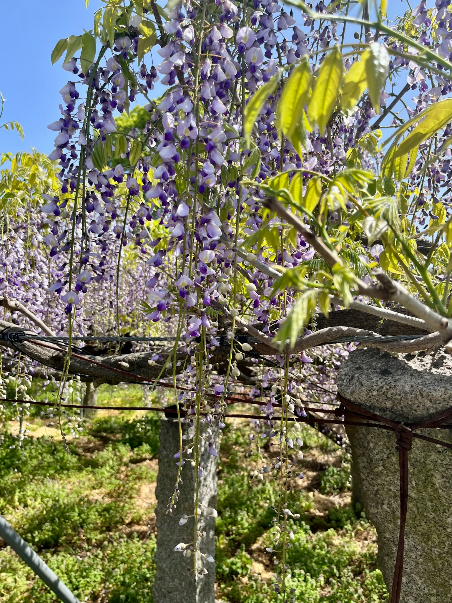 Primo piano di fiori di glicine viola appesi a una vite