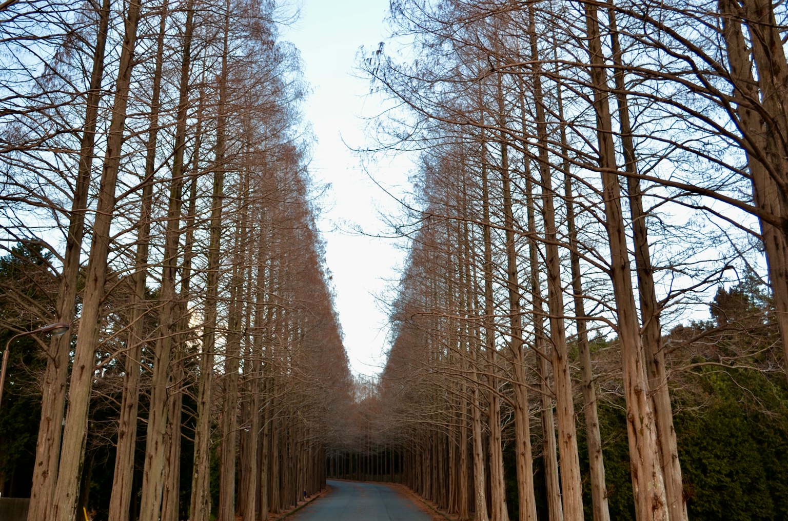 Sentiero sereno fiancheggiato da alti alberi
